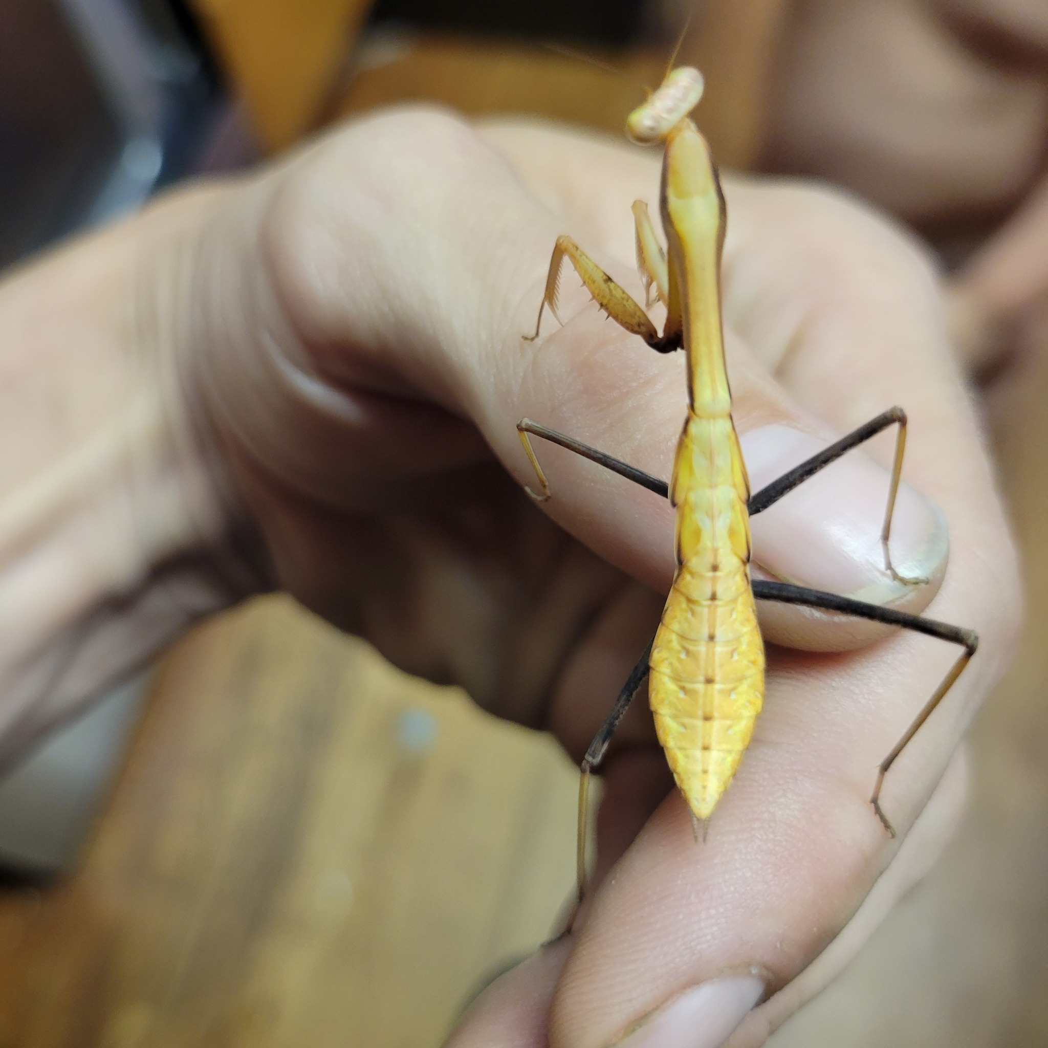 New praying mantis pet needs a name