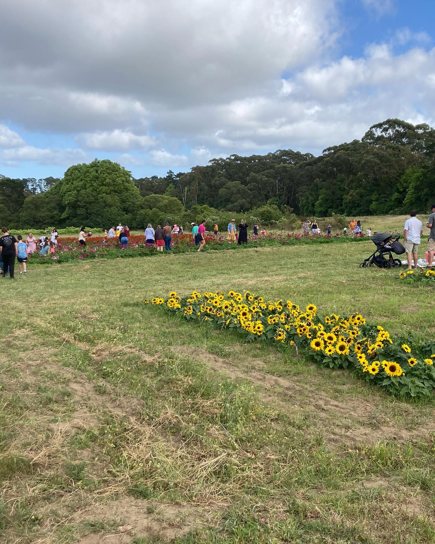 The Bloom Barn Farm | Peats Ridge NSW