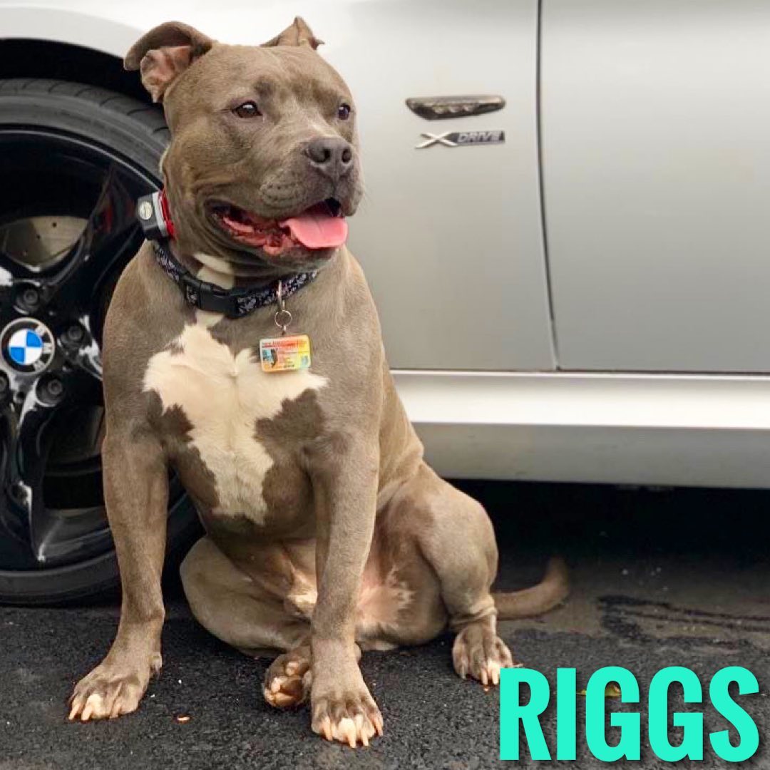💙Please share for adoptable Riggs!💙... - Jersey Pits Rescue | Facebook