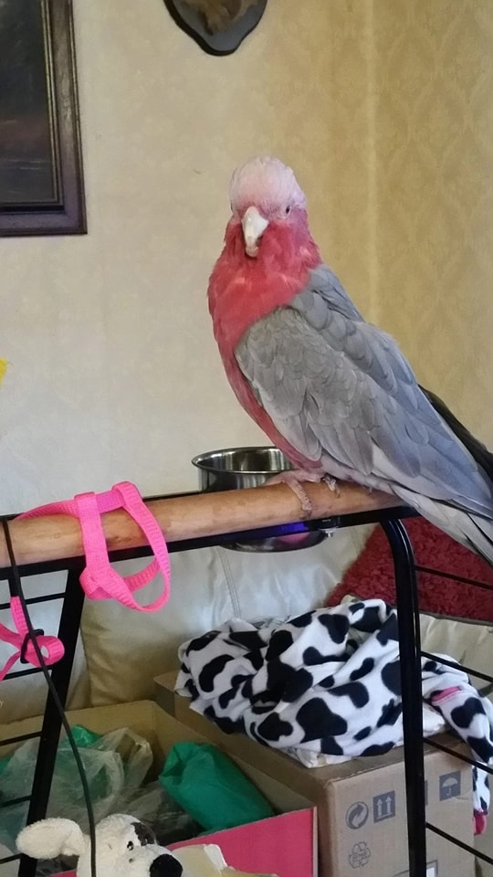 https://problemparrots.co.uk/adopt/ruby-pp388 Meet Ruby! A very well ...
