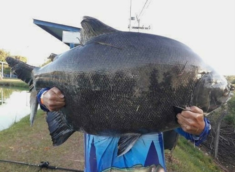 Jamil Pesca Esportiva - Pescador @lucaseduardomende Pesqueiro ...