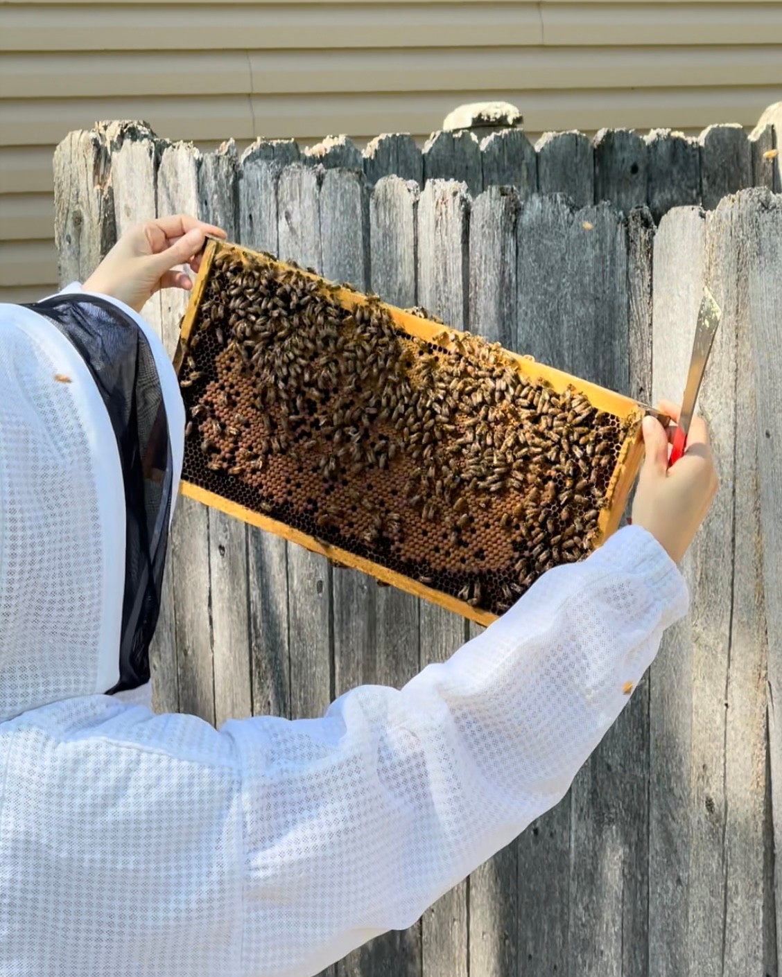 City Bee Savers - Posts | Facebook