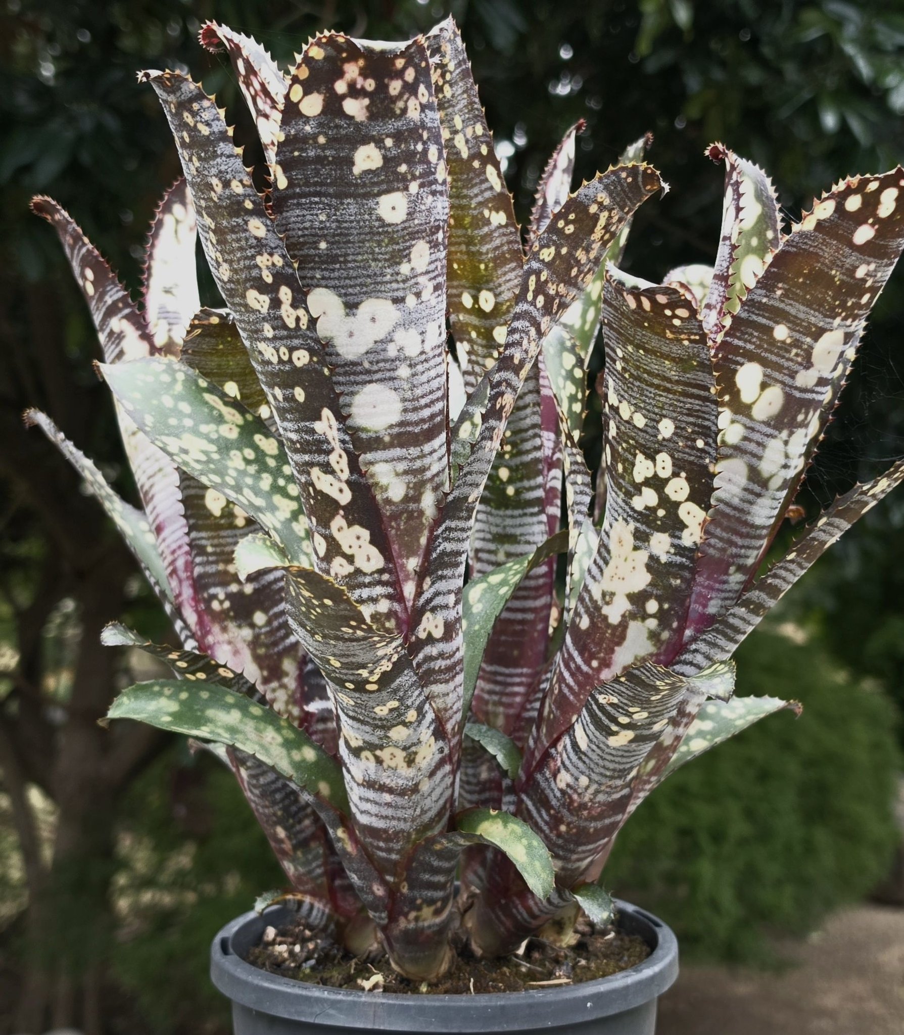 Billbergia 'Kolan Rock Magic' (R. Holzheimer hybd) winter in Aust.