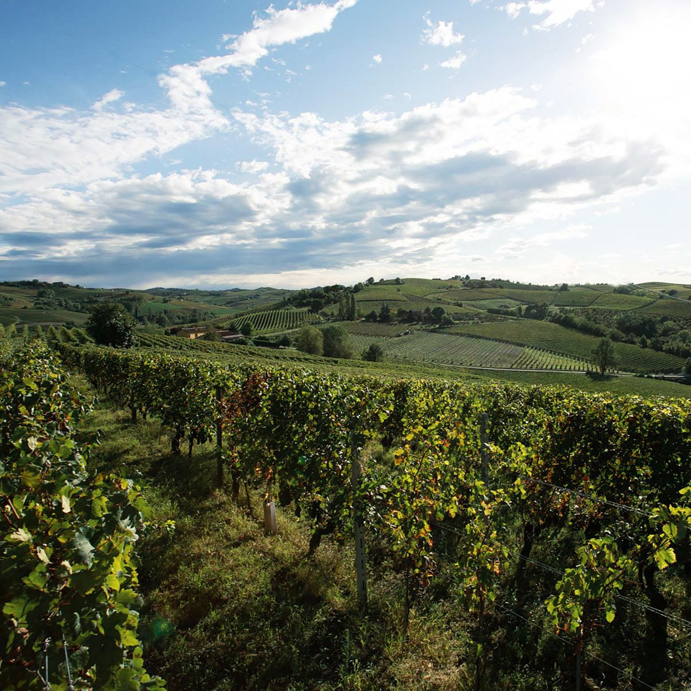 One row after another line... - Il Botolo Azienda Agricola