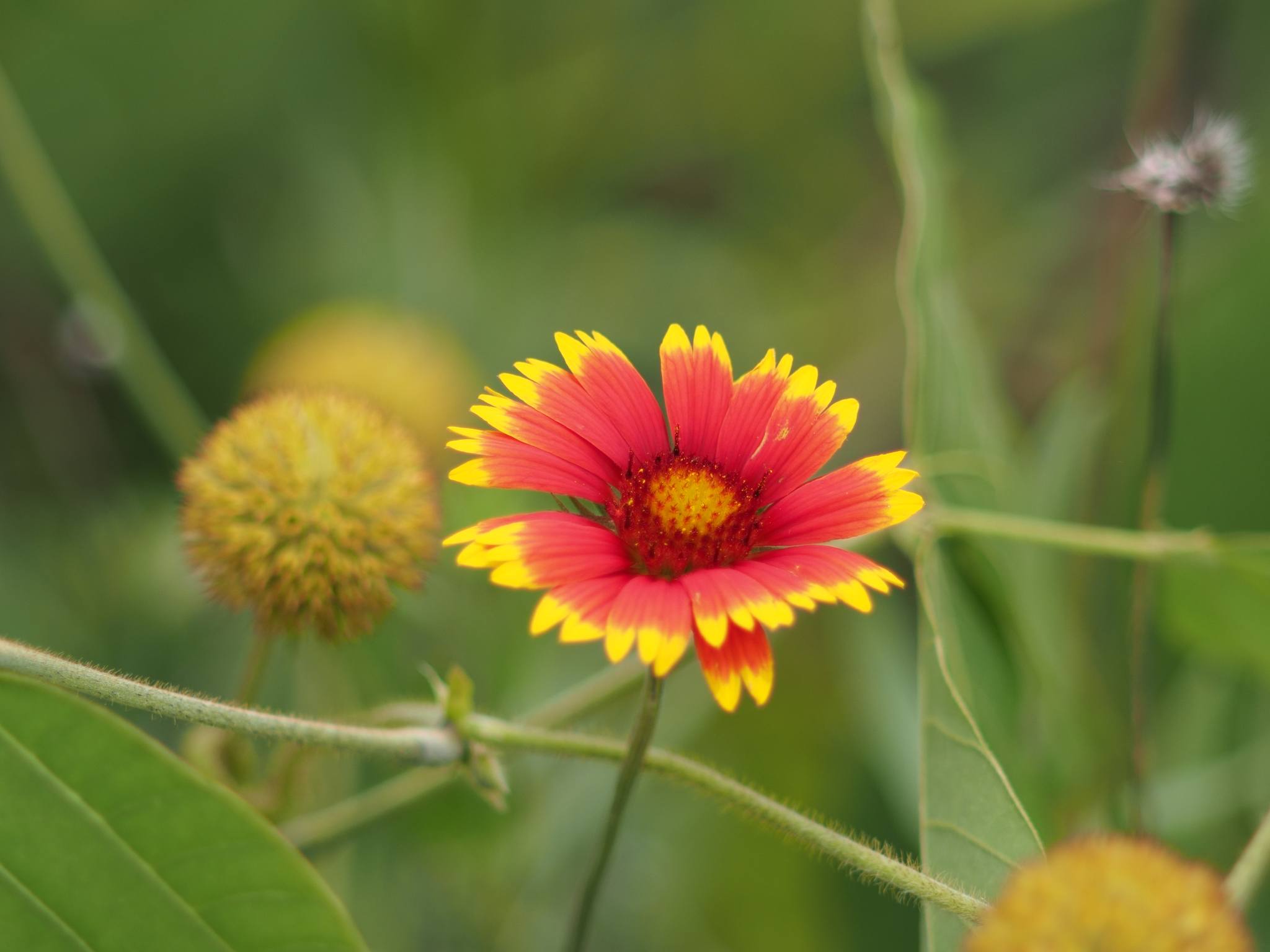 SMC TAKUMAR 120mmF2.8 lens review and discussion