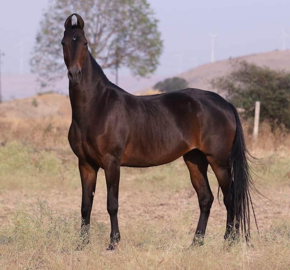 V STUDS - Beautiful mare Rani owned by Mr.Vijay Chinnasamy... | Facebook