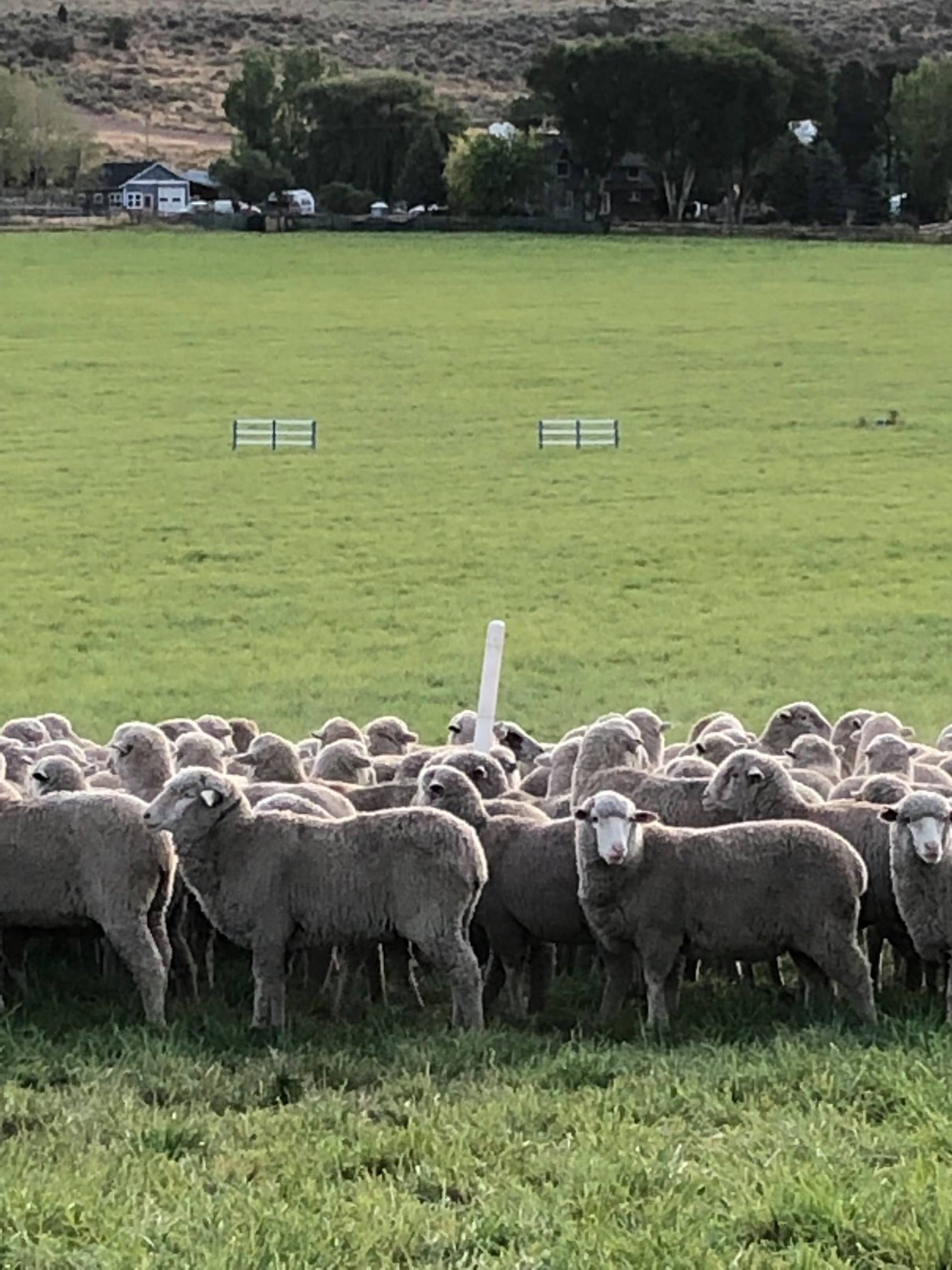 Behind the scenes at the 2019 USBCHA National Sheepdog... - Usbcha ...