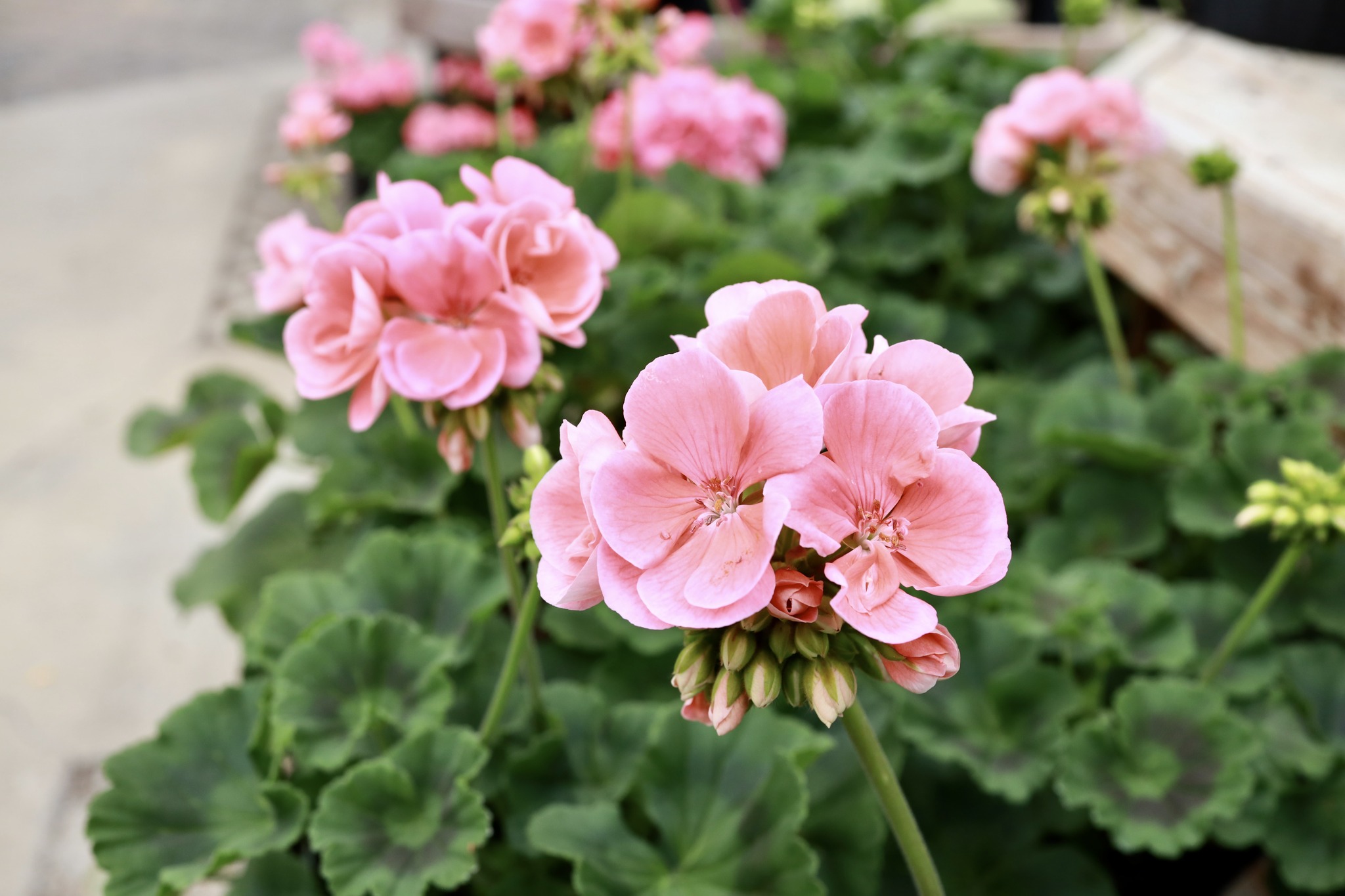 Geranium 