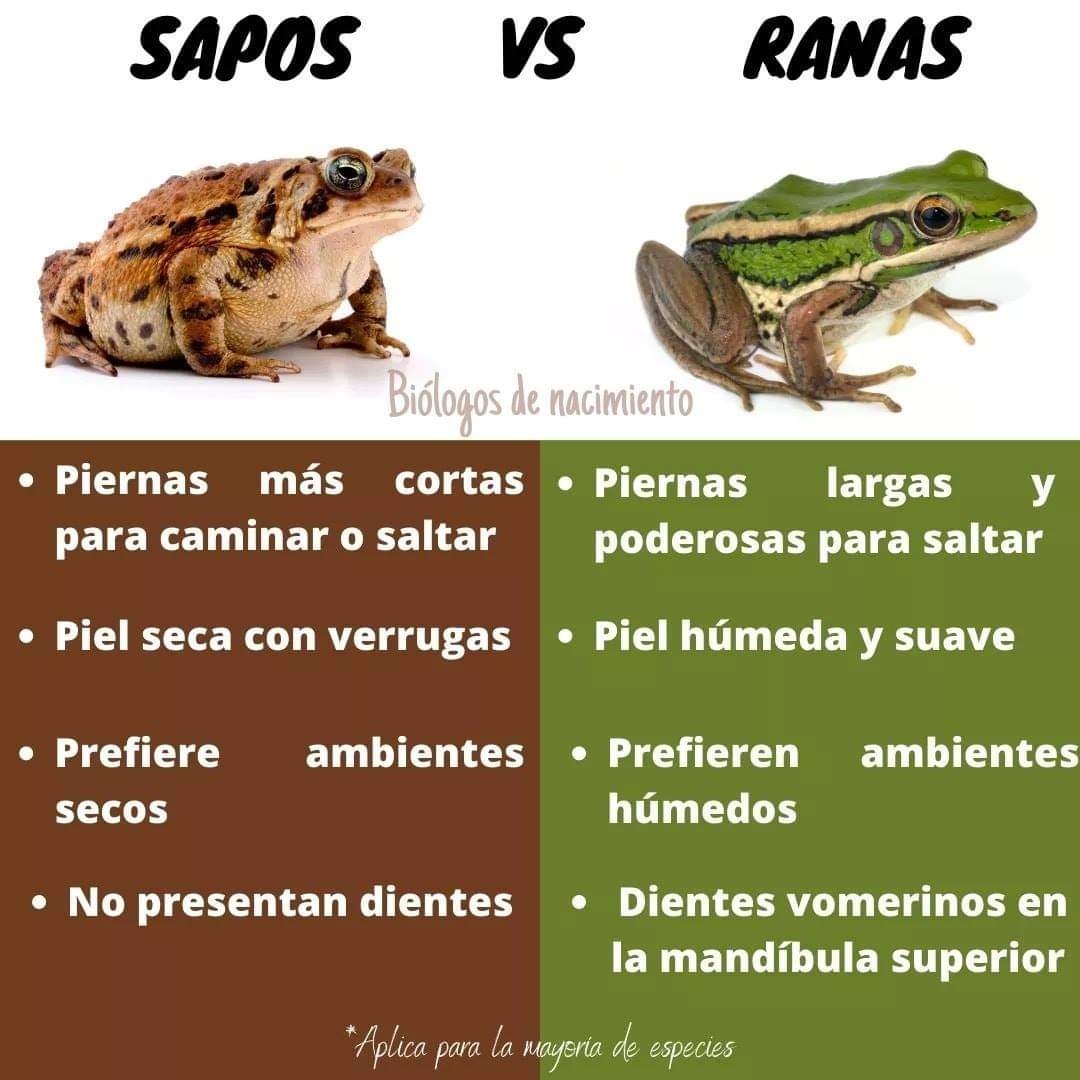 Biólogos - 🌟 Conoce algunas diferencias básicas entre sapos y ranas 🐸🙌 ...