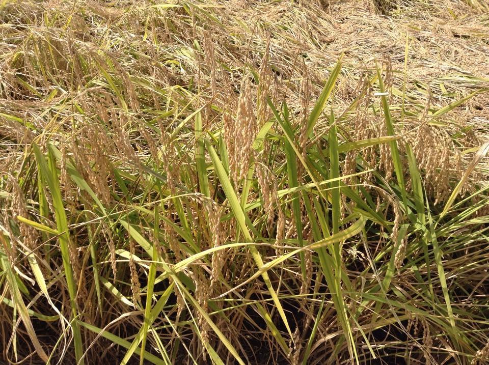 堂島 雪花菜 どうじま きらず 5月末に福島県へ磐城壽さんの酒米五百万石の田植えに参加させていただき 先日稲刈りに Facebook