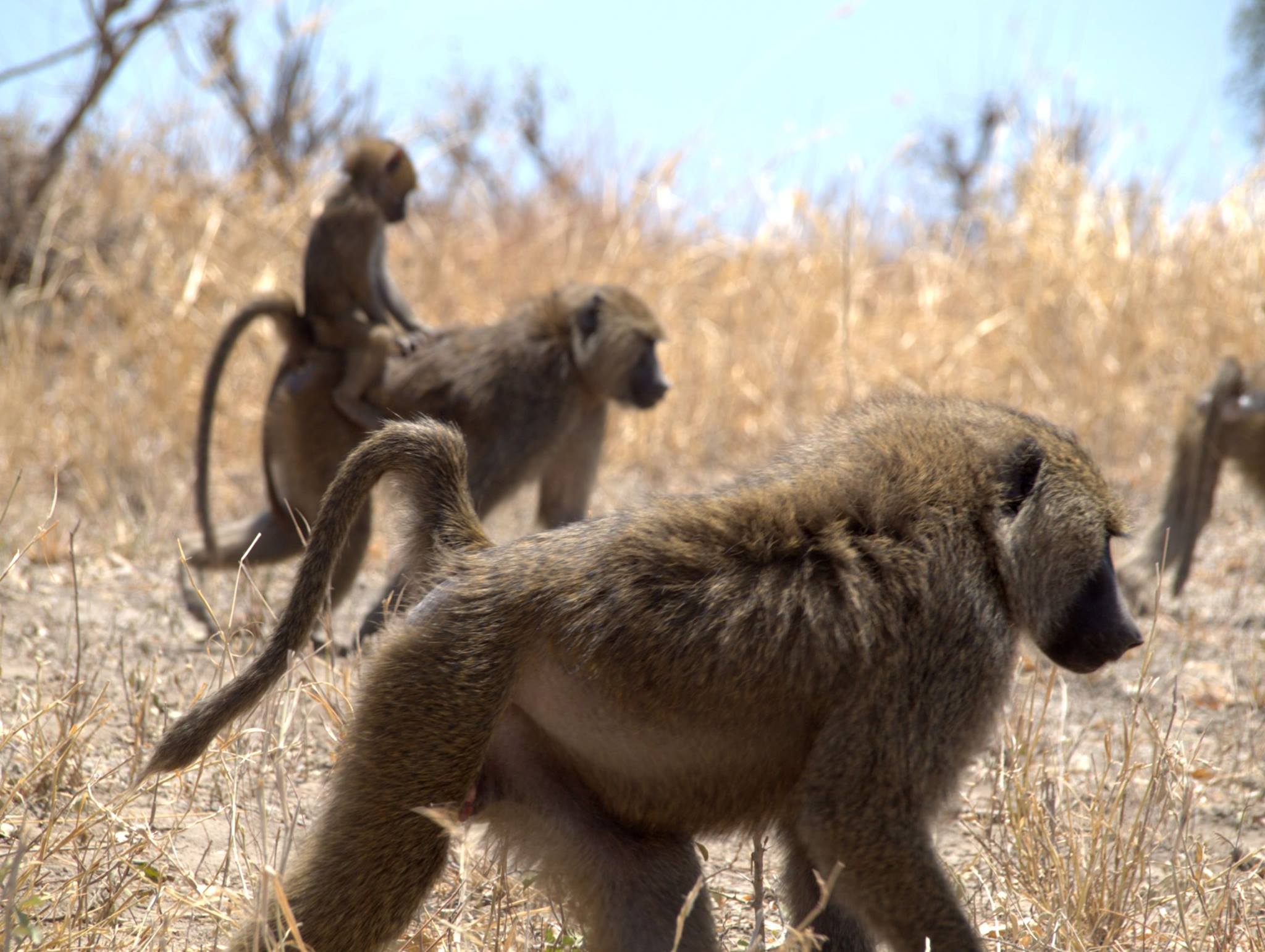 Tanzania Safaris Experience