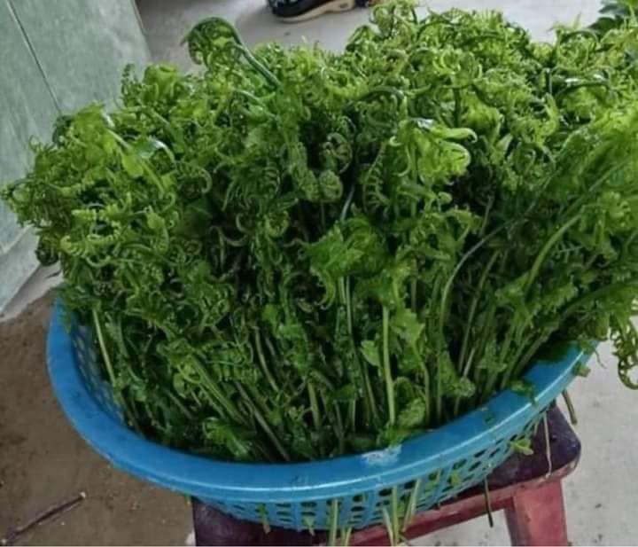 RAU RỪNG HÀ NỘI