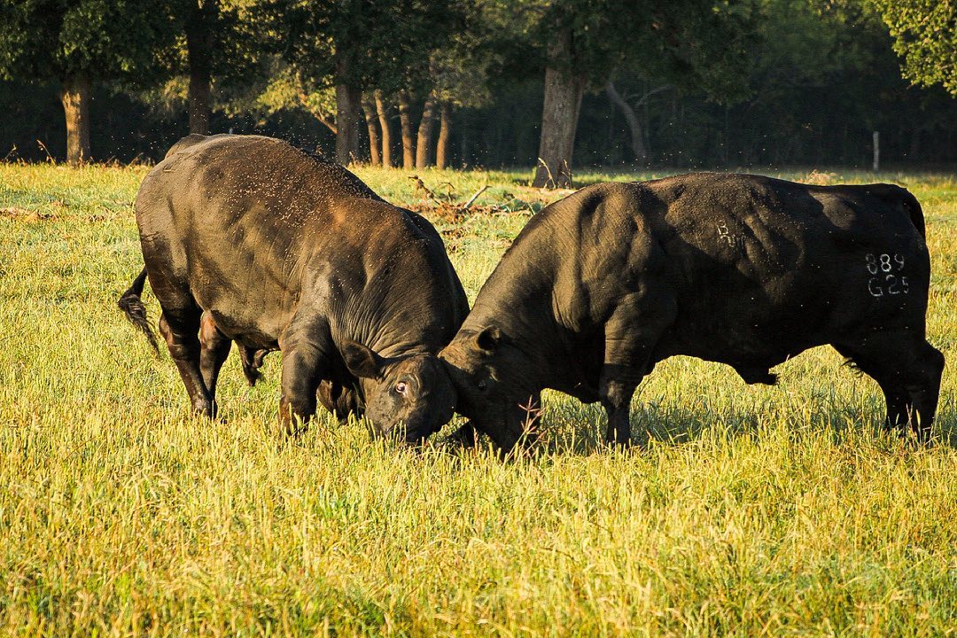 Tuna Rosa Ranch - A 7AM fight to establish who’s boss...