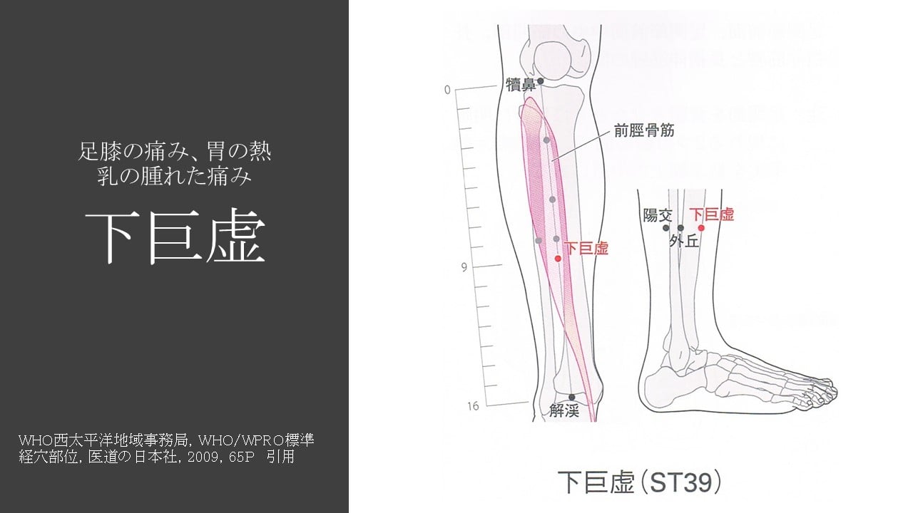 ST39 下巨虚（げこきょ）... - はり・きゅう専門 ひごころ治療院