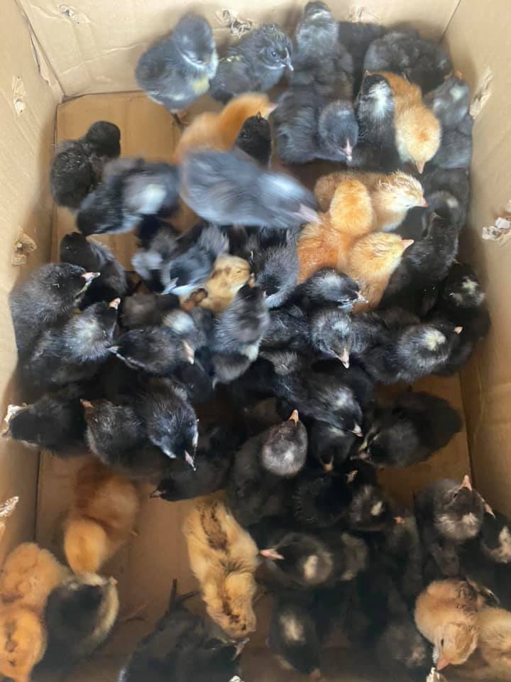 E M A Nature Farm