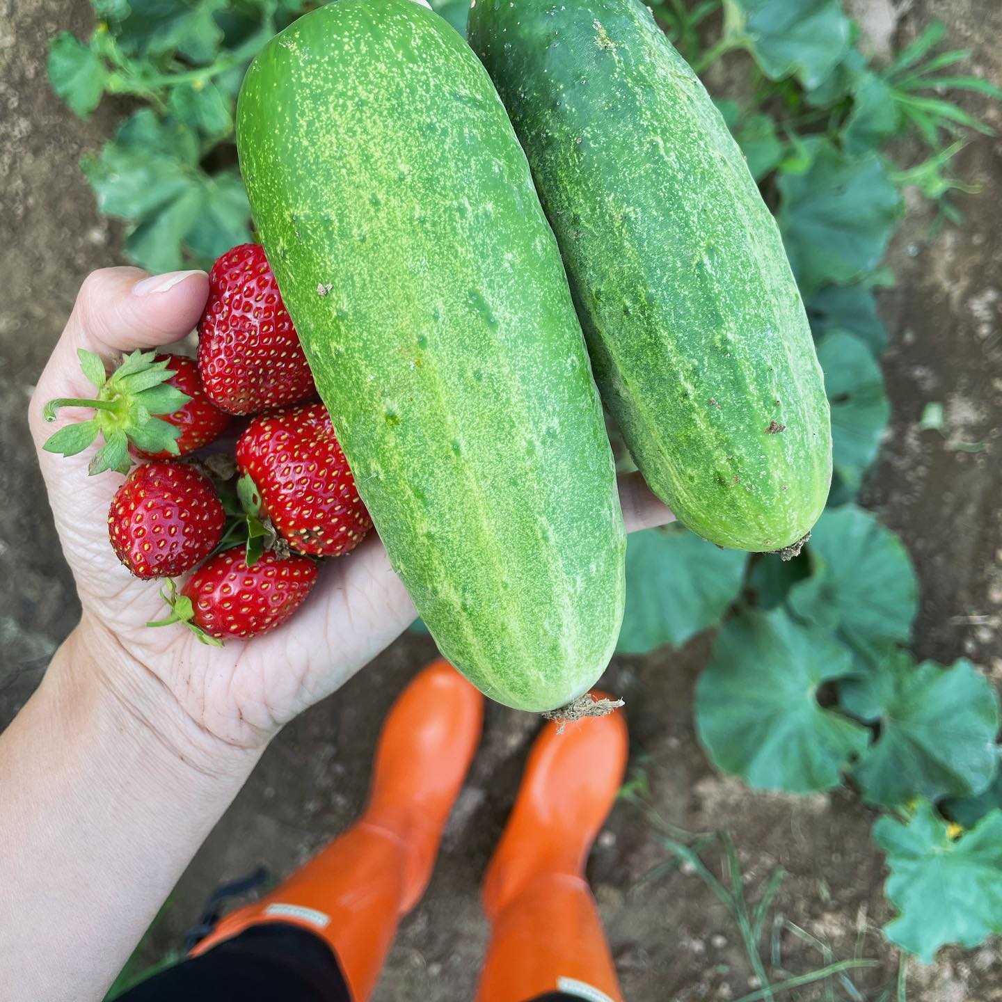 Tooth Acres Farms