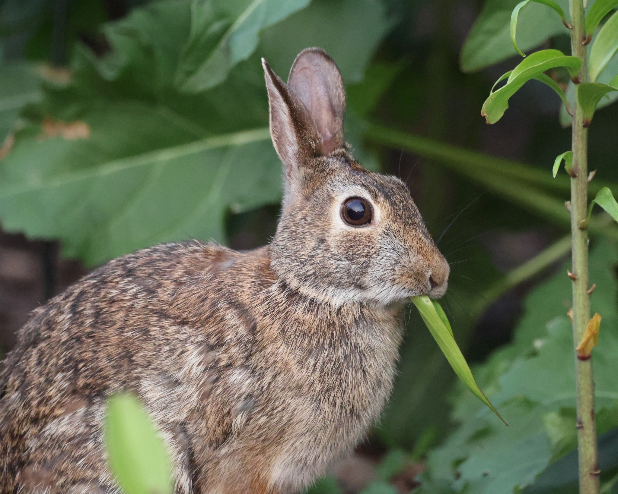 Desert Plants That Rabbits Eat