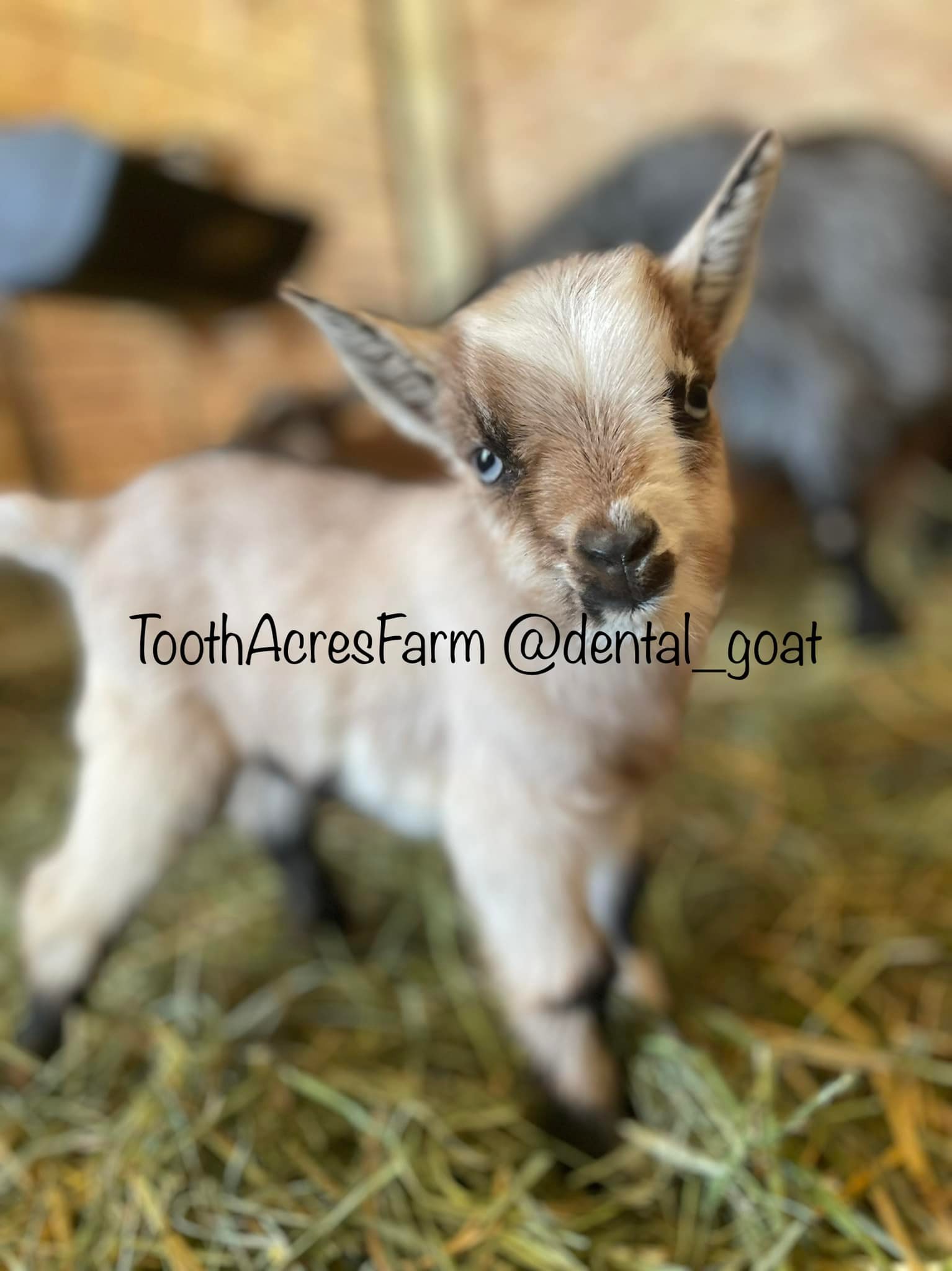Tooth Acres Farms