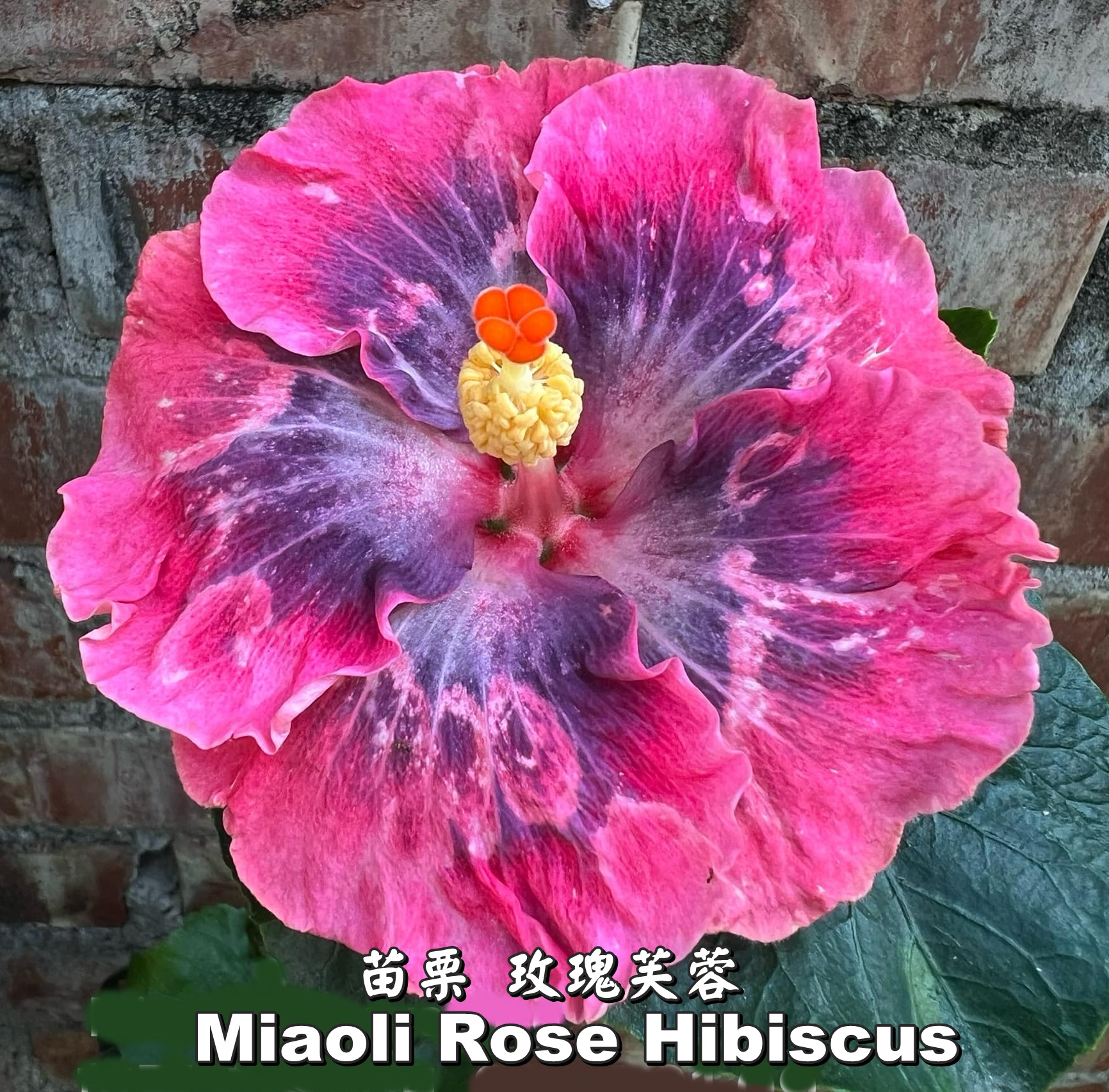 Miaoli Rose Hibiscus 🌺💖 苗栗 玫瑰芙蓉 MiaoliRoseHibiscus Miaoli