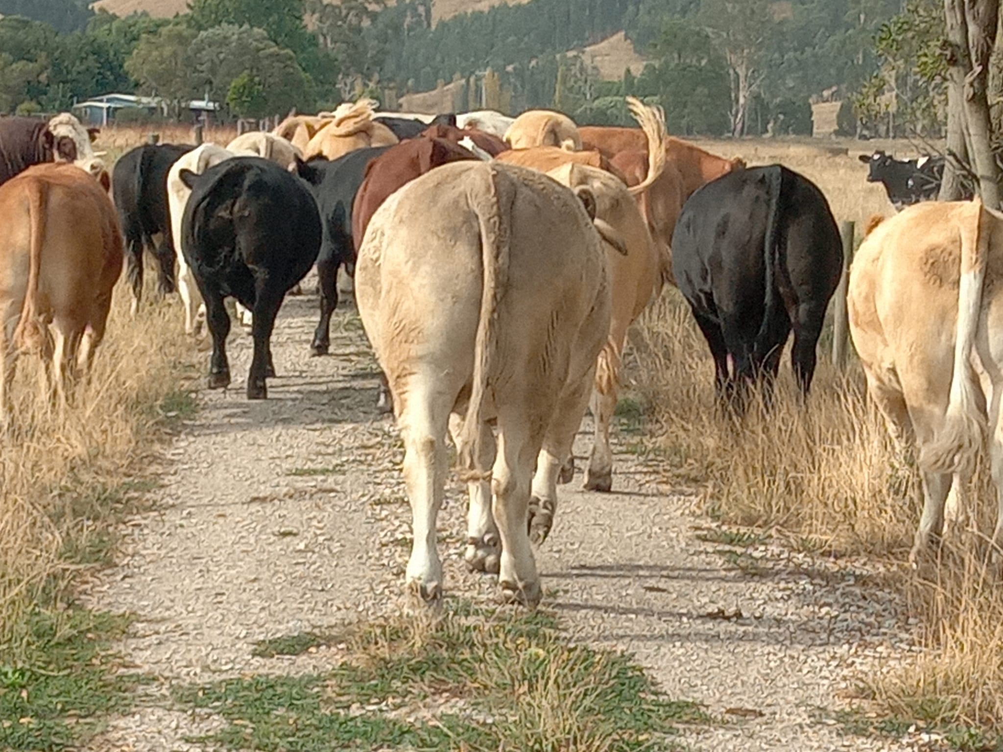 Solney British Friesians | Cloverlea VIC