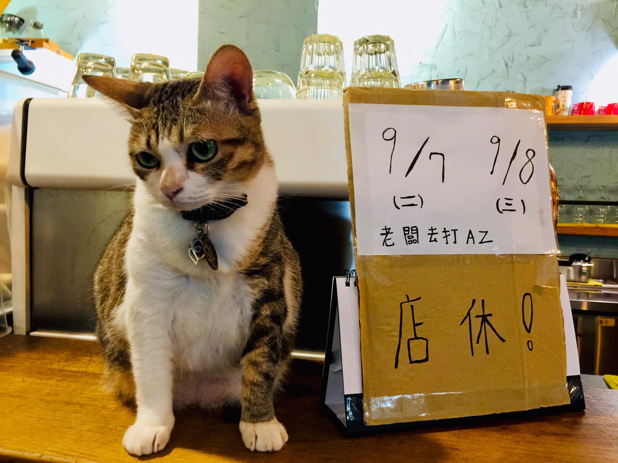 GATTO CAPO - 中秋節小卡限量贈送 記得跟櫃檯索取 請訂閱 #Holy女王是隻貓 頻道...