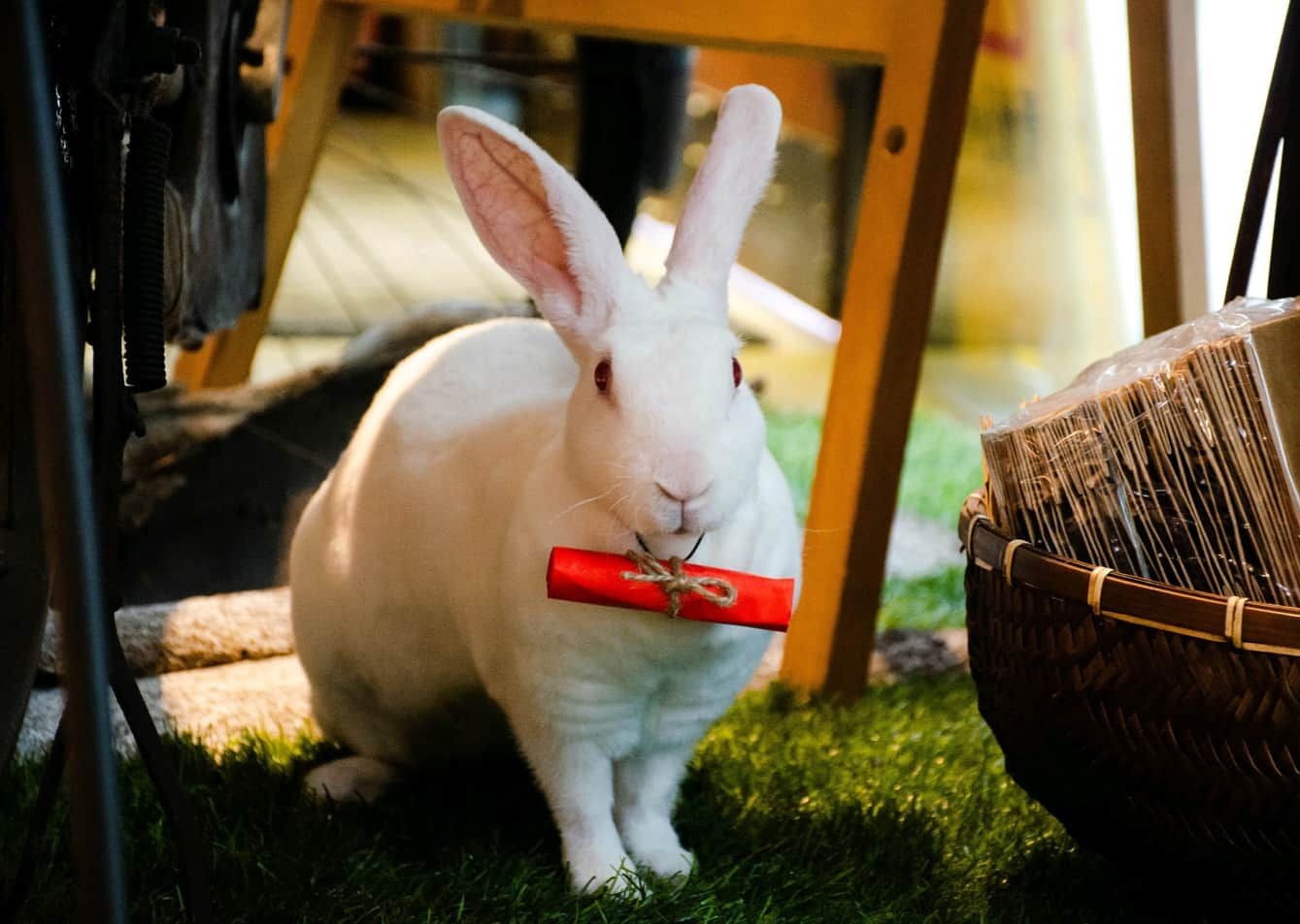 🐰兔兔交流社團🐇愛兔子科學飼養飼主交流 | 大家好，我們家的孩子「噗妮」昨天動了個手術，目前還在觀察期，醫生要我們找能夠待命輸血的兔子 ...