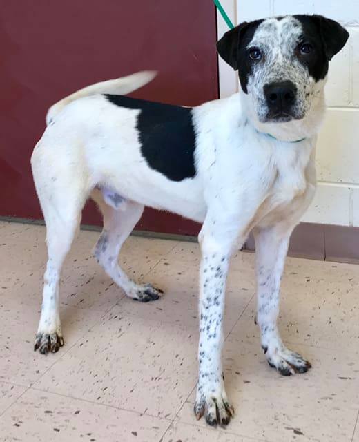 Florida Pointer Rescue | New Smyrna Beach FL
