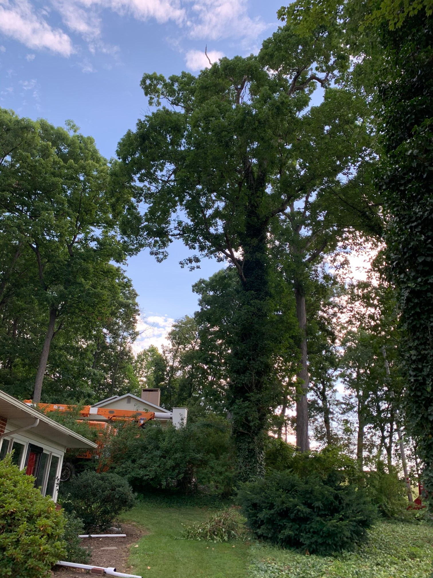 A giant white oak tree was... - Thunder Ridge Tree Service