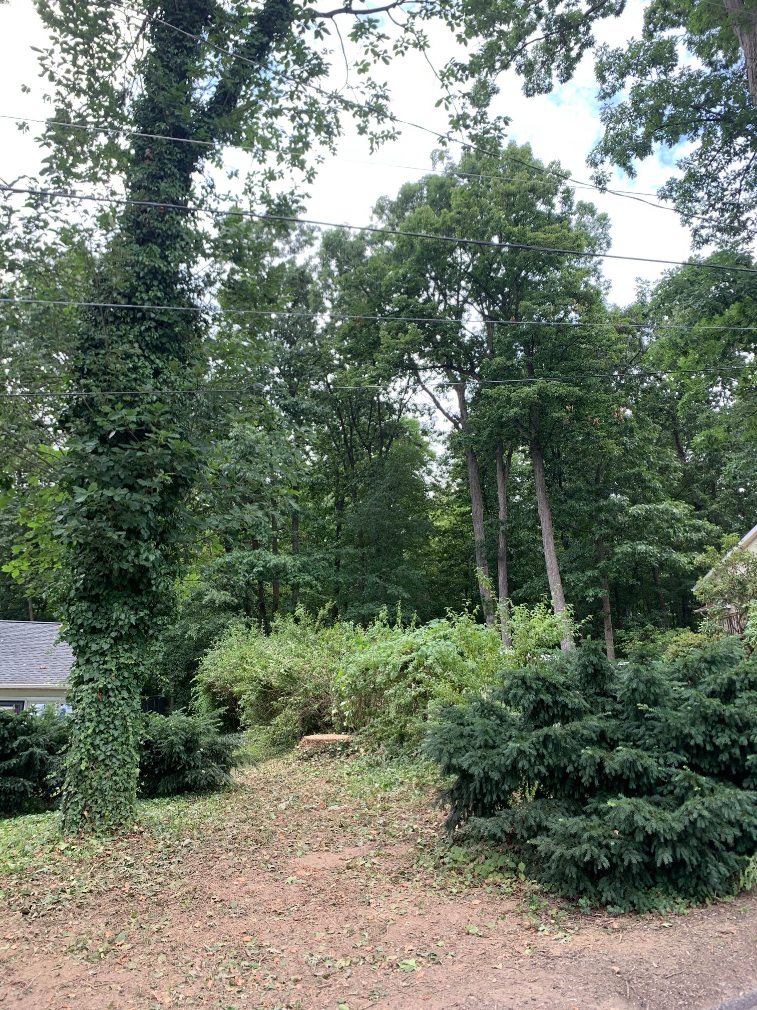 A giant white oak tree was... - Thunder Ridge Tree Service