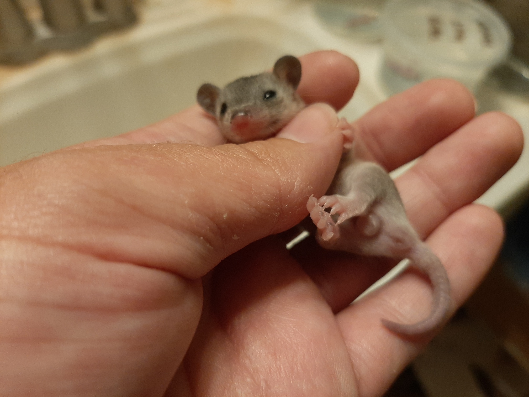 Rat Tales Toledo and Exotics