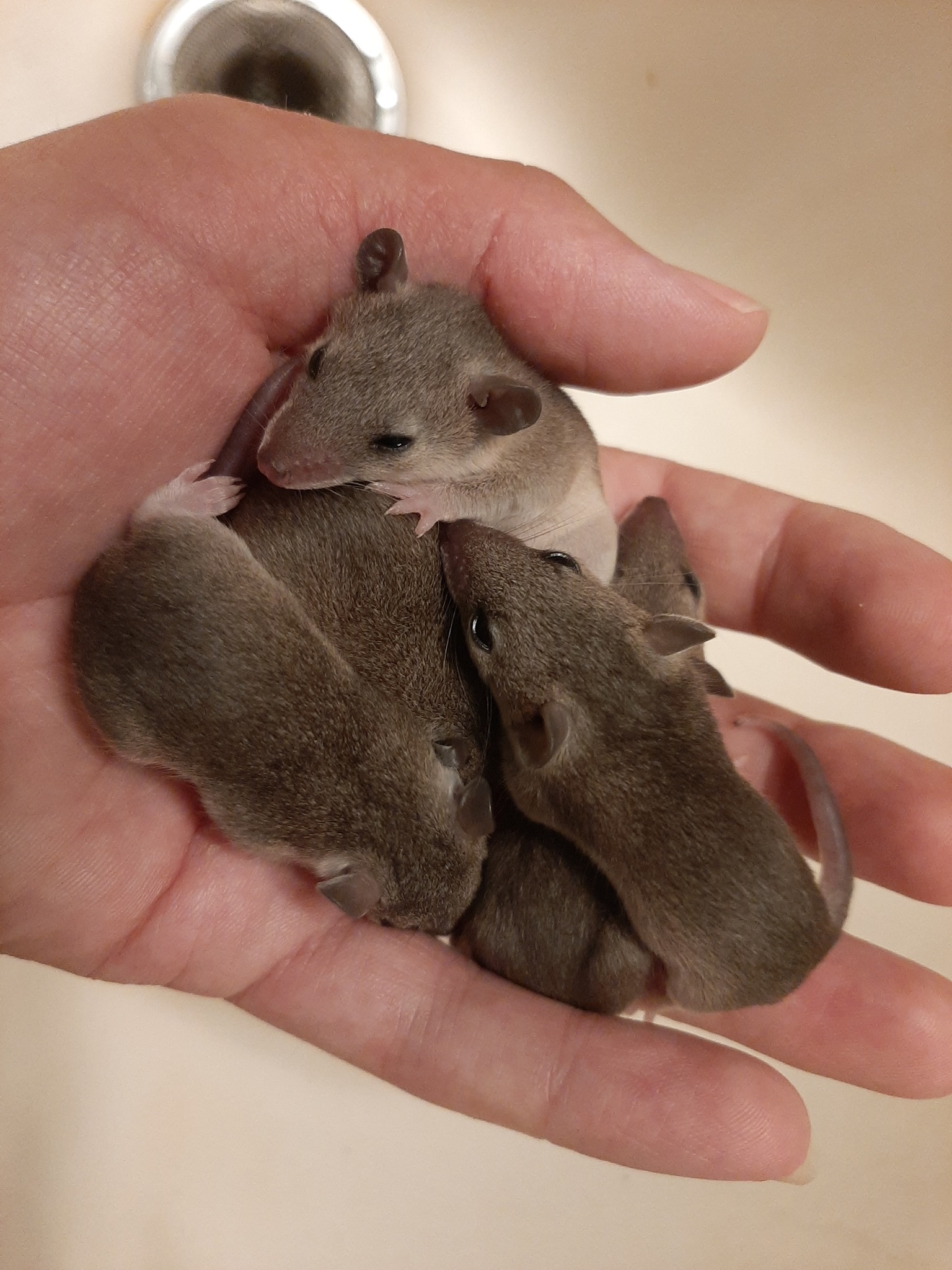 Rat Tales Toledo and Exotics