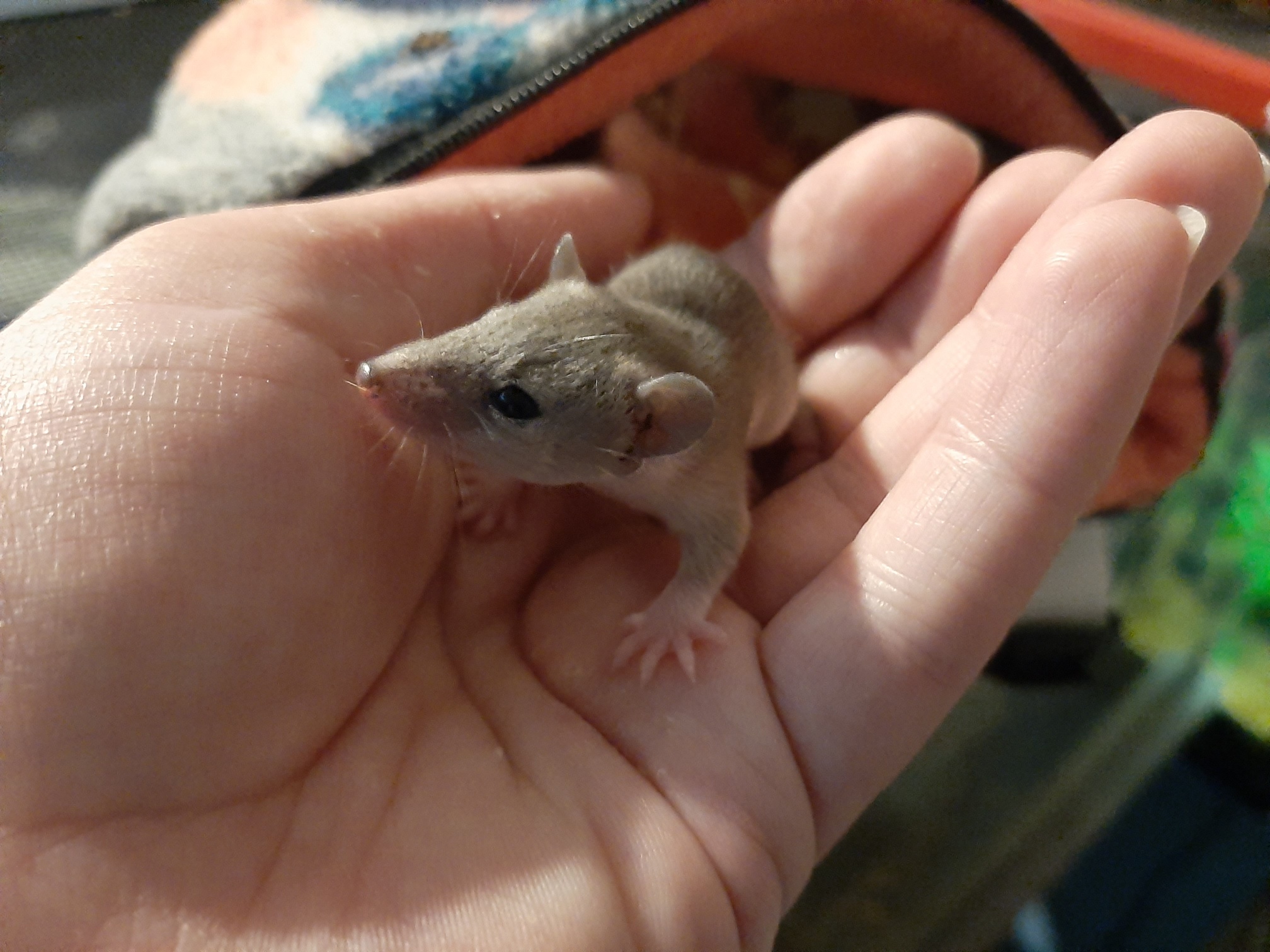 Rat Tales Toledo and Exotics