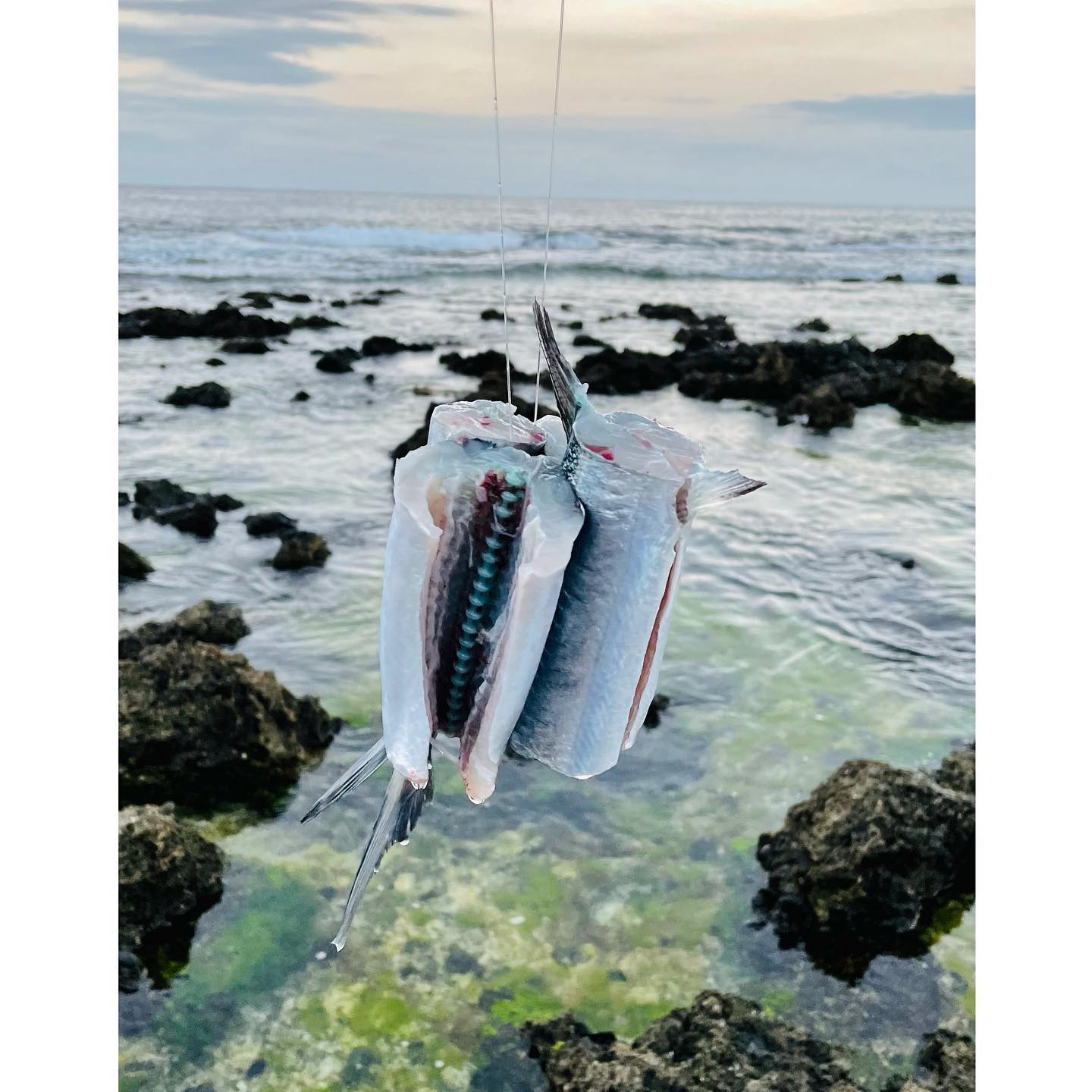 那個釣魚頻道 - 公布上一篇的答案 「鶴鱵」也就是「青旗」「學仔」 . 印象中牠不是很腥？寄生蟲很多嗎？能吃嗎？ .... | Facebook