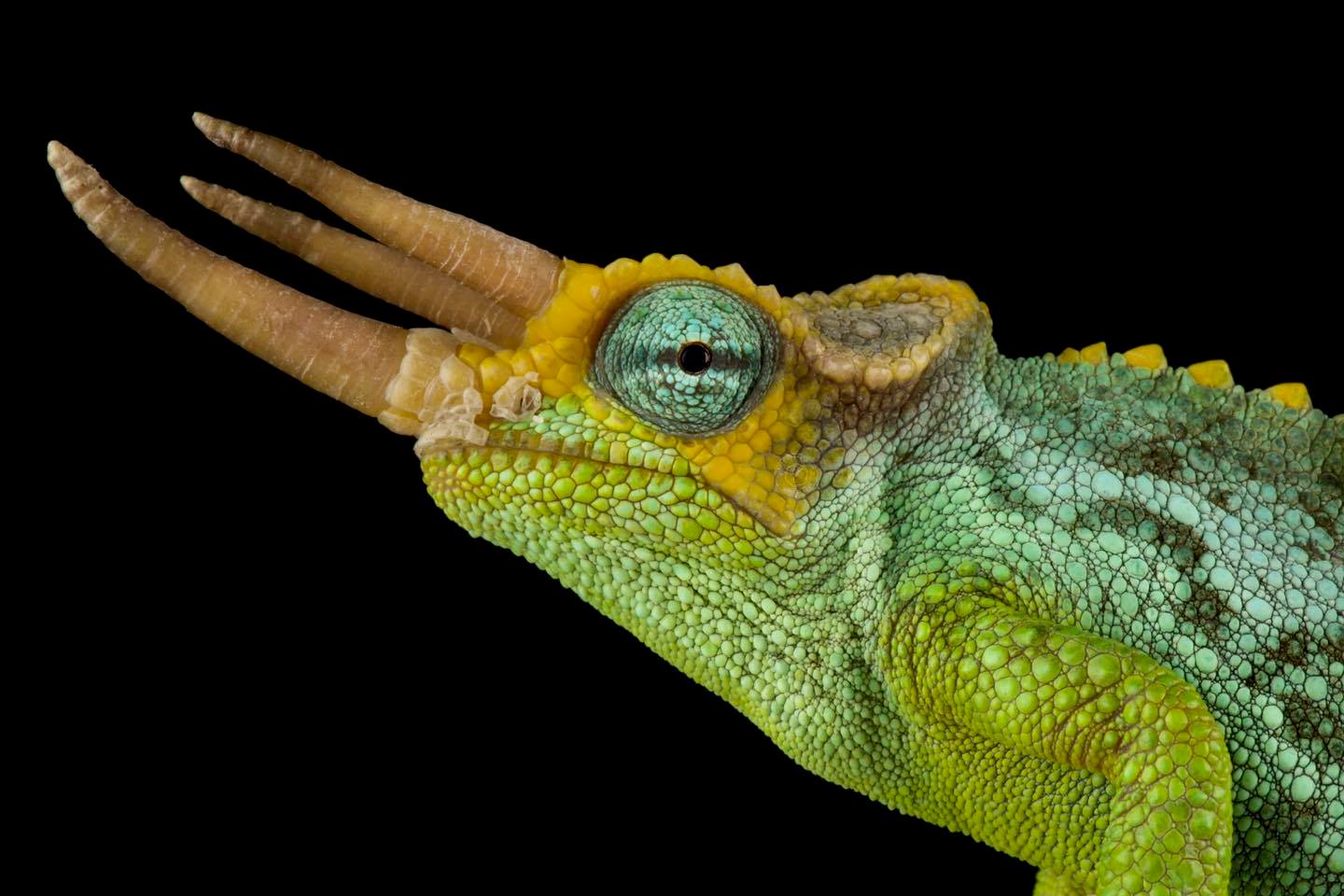 The dwarf Jackson's chameleon (Trioceros jacksonii merumontanus