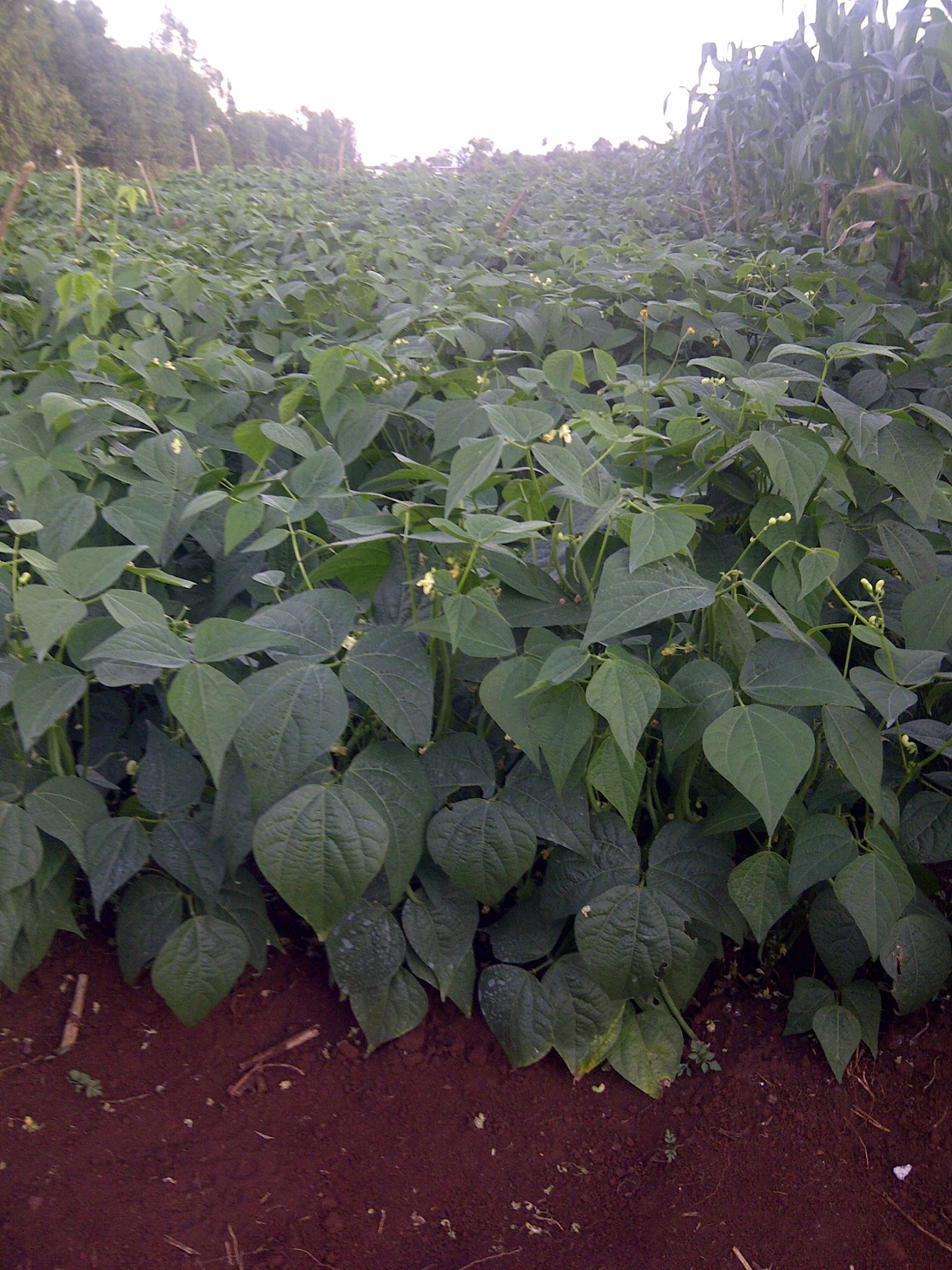 Samar Farm | Maragua