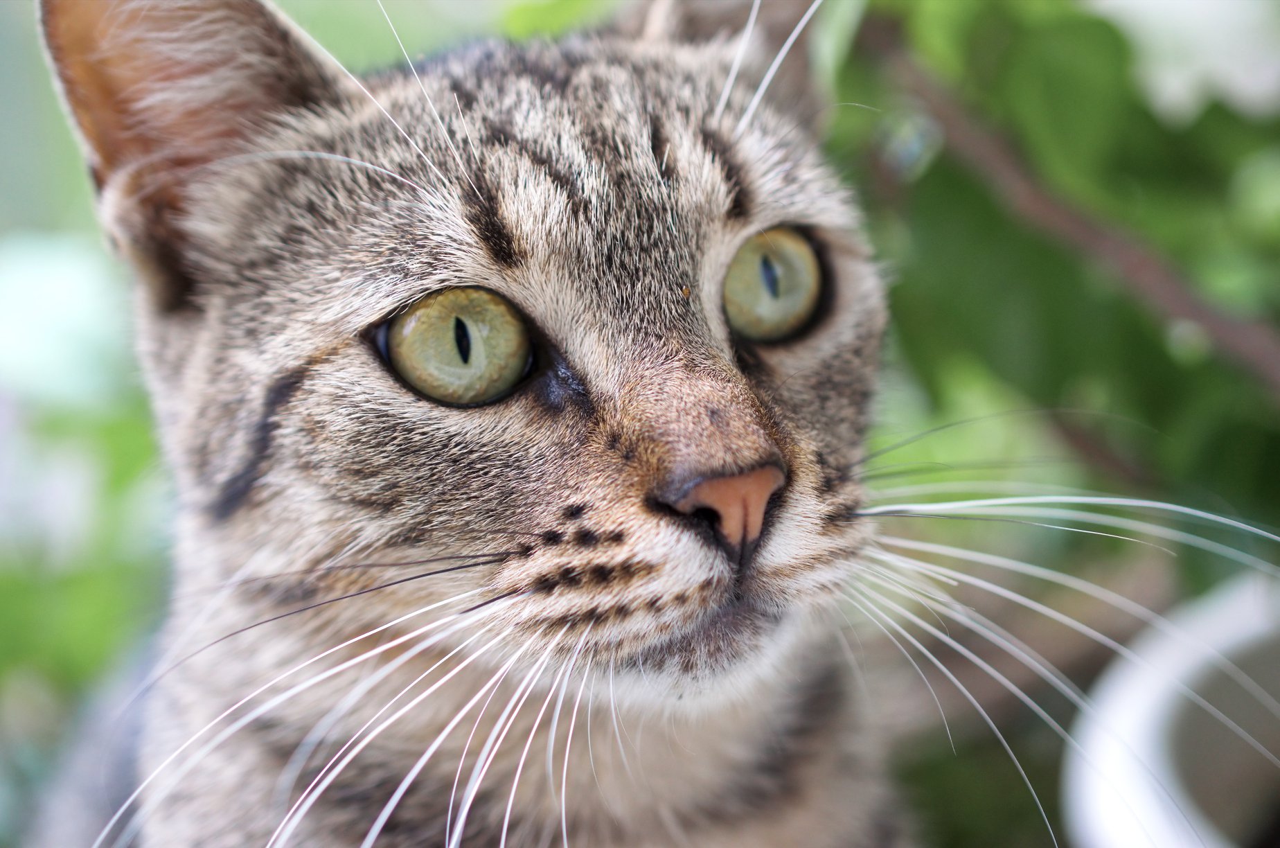 DidYouKn... Bracknell & Wokingham Districts Cats Protection