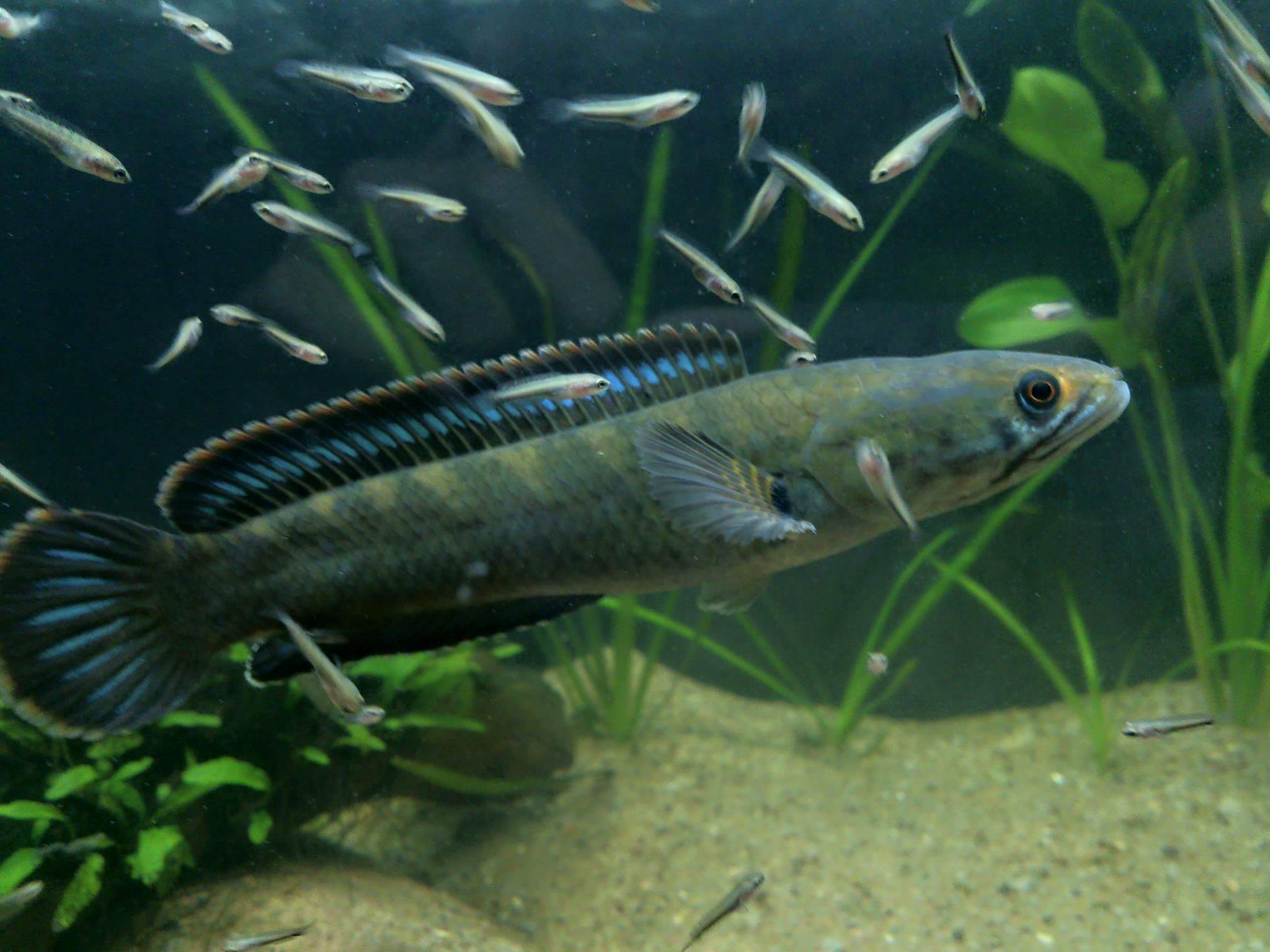 Meenkaran - Channa kelaartii, a species of dwarf snakehead...