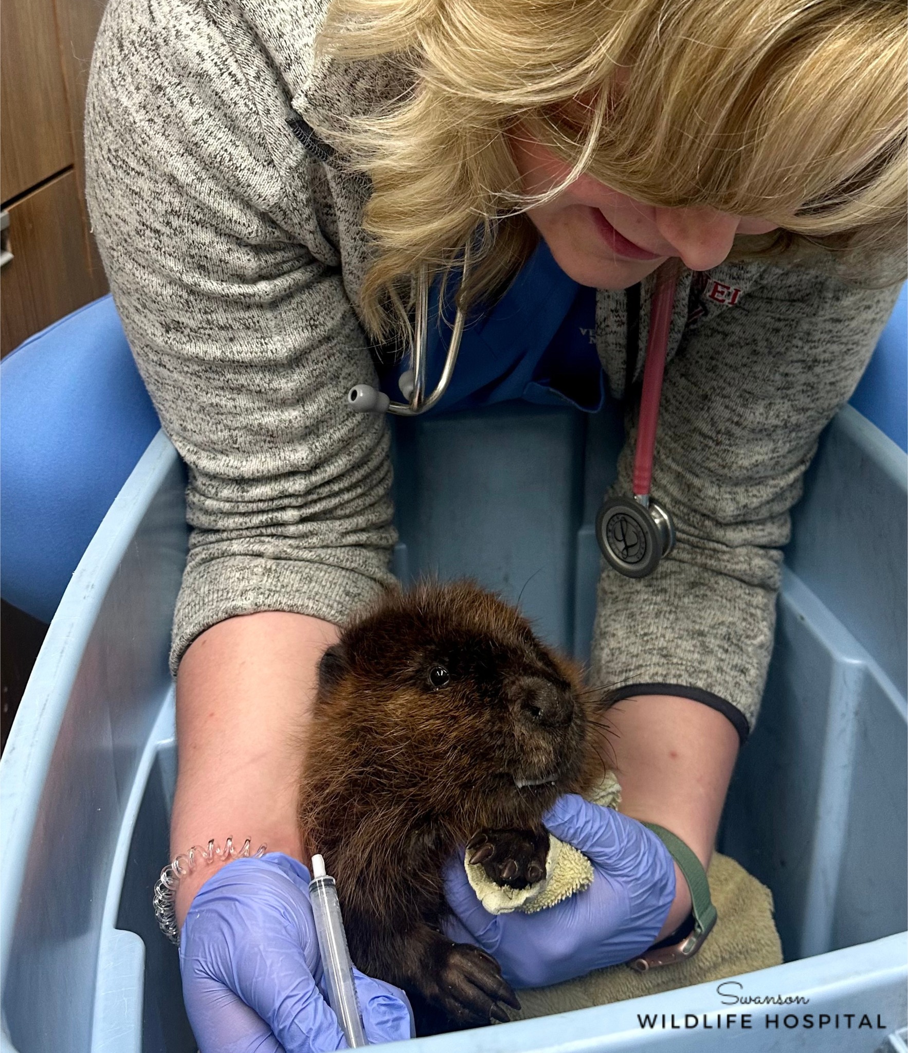 Happy International Beaver Day! This young beaver was recently ...
