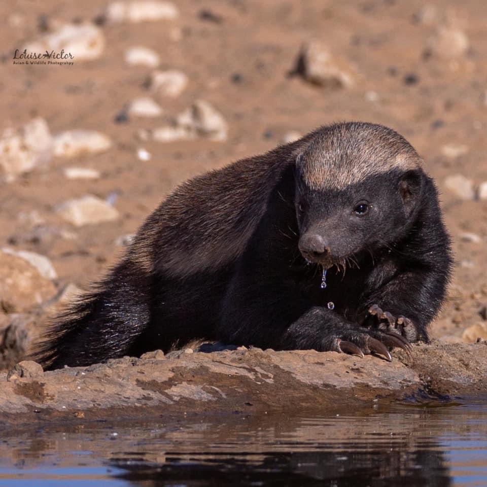 world-heritage-species-honey-badger-ratel-a-medium-size-members