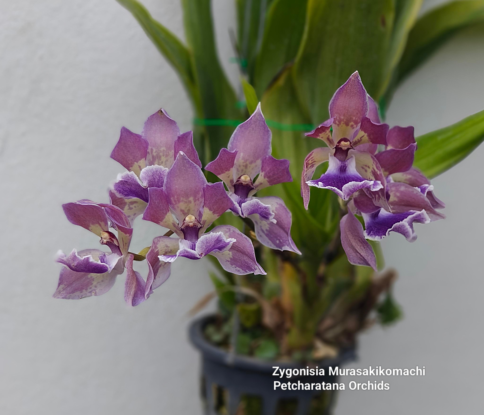 Zns.Murasakikomachi =Zns.Roquebrune x Agn.cyanea