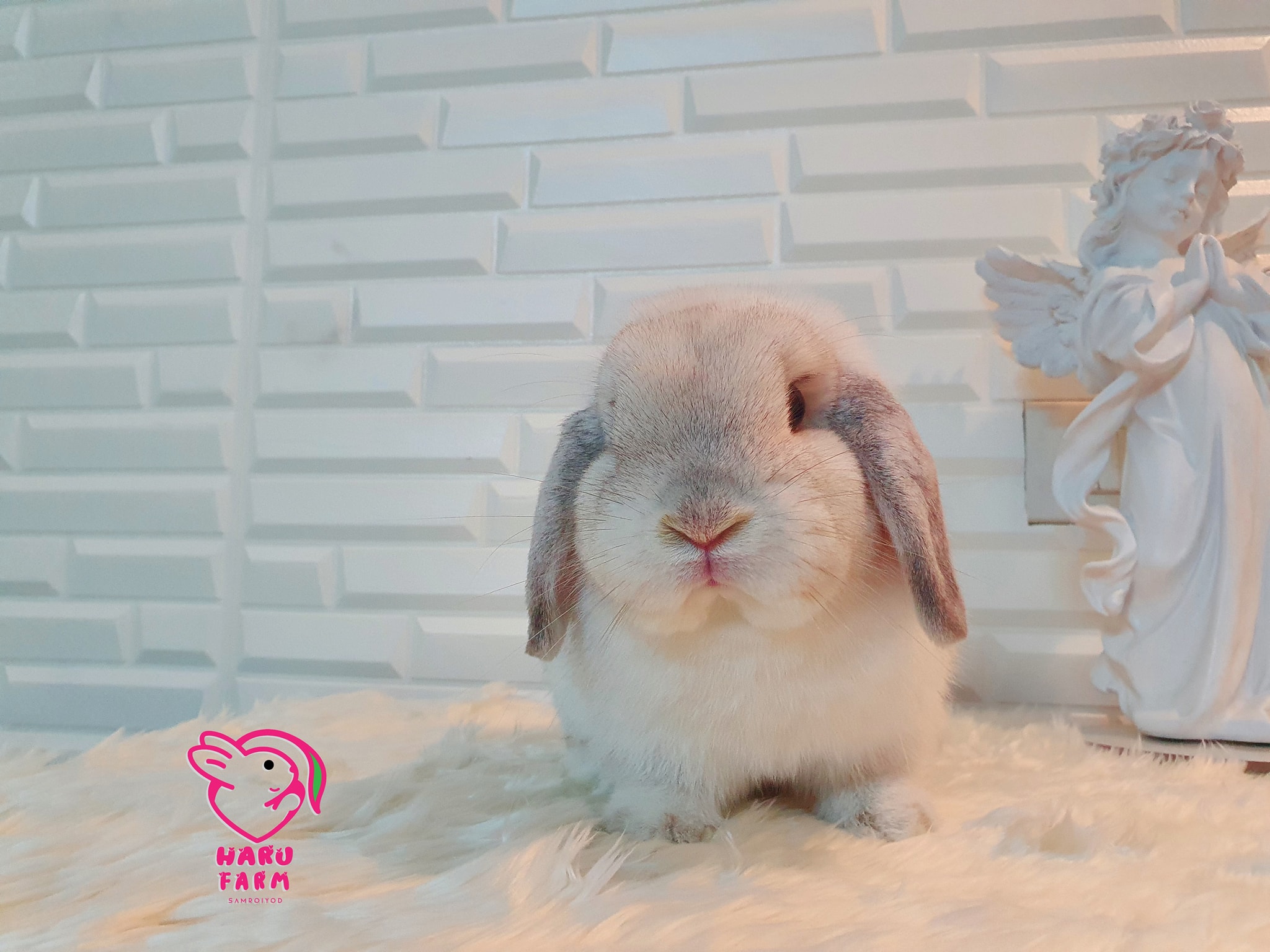 โลกมันกลม หรือ ขาเธอสั้น Shizuka bunny... - Haru rabbit farm