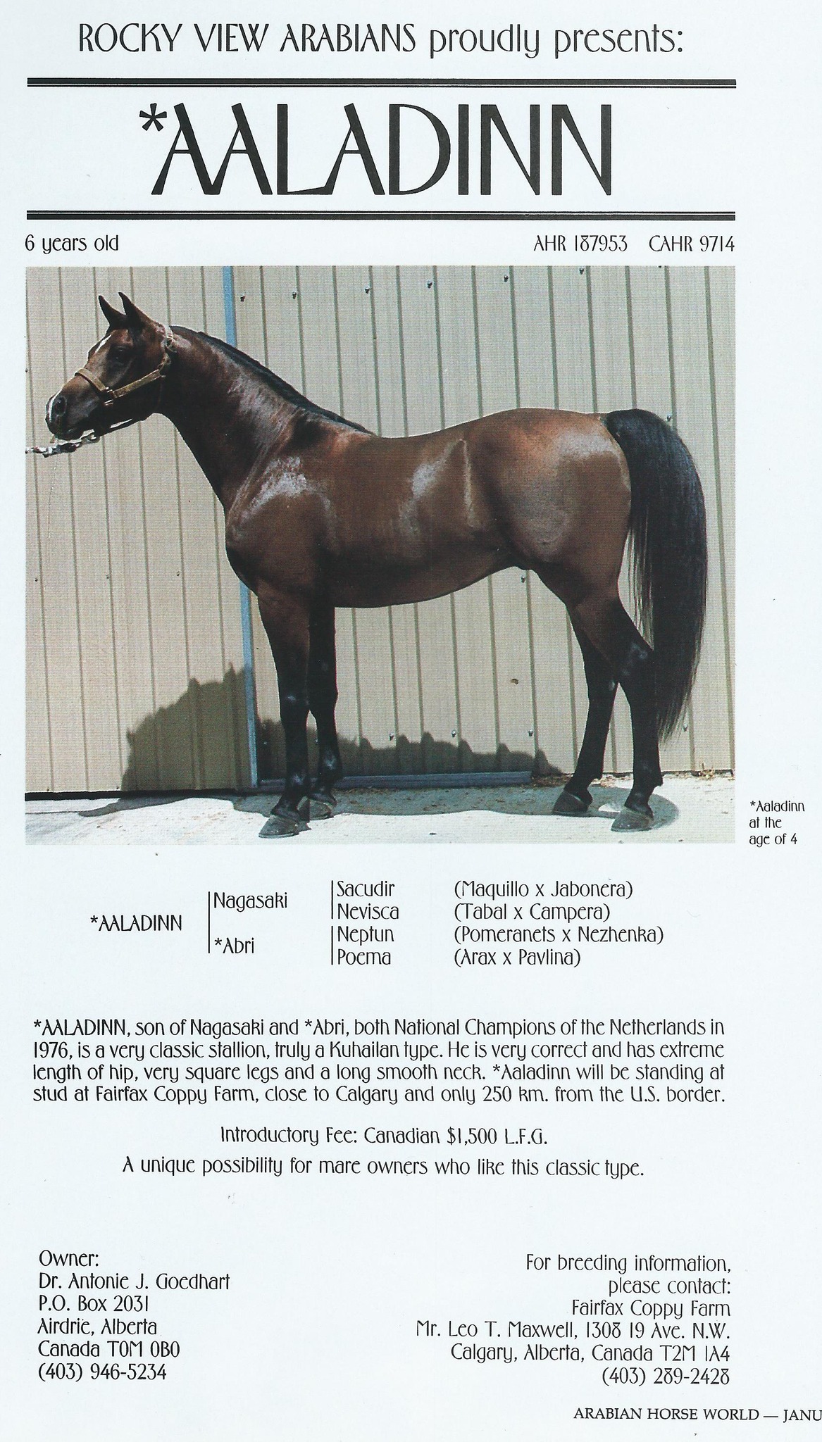 Aladdinn: 1975 bay stallion and US national champion