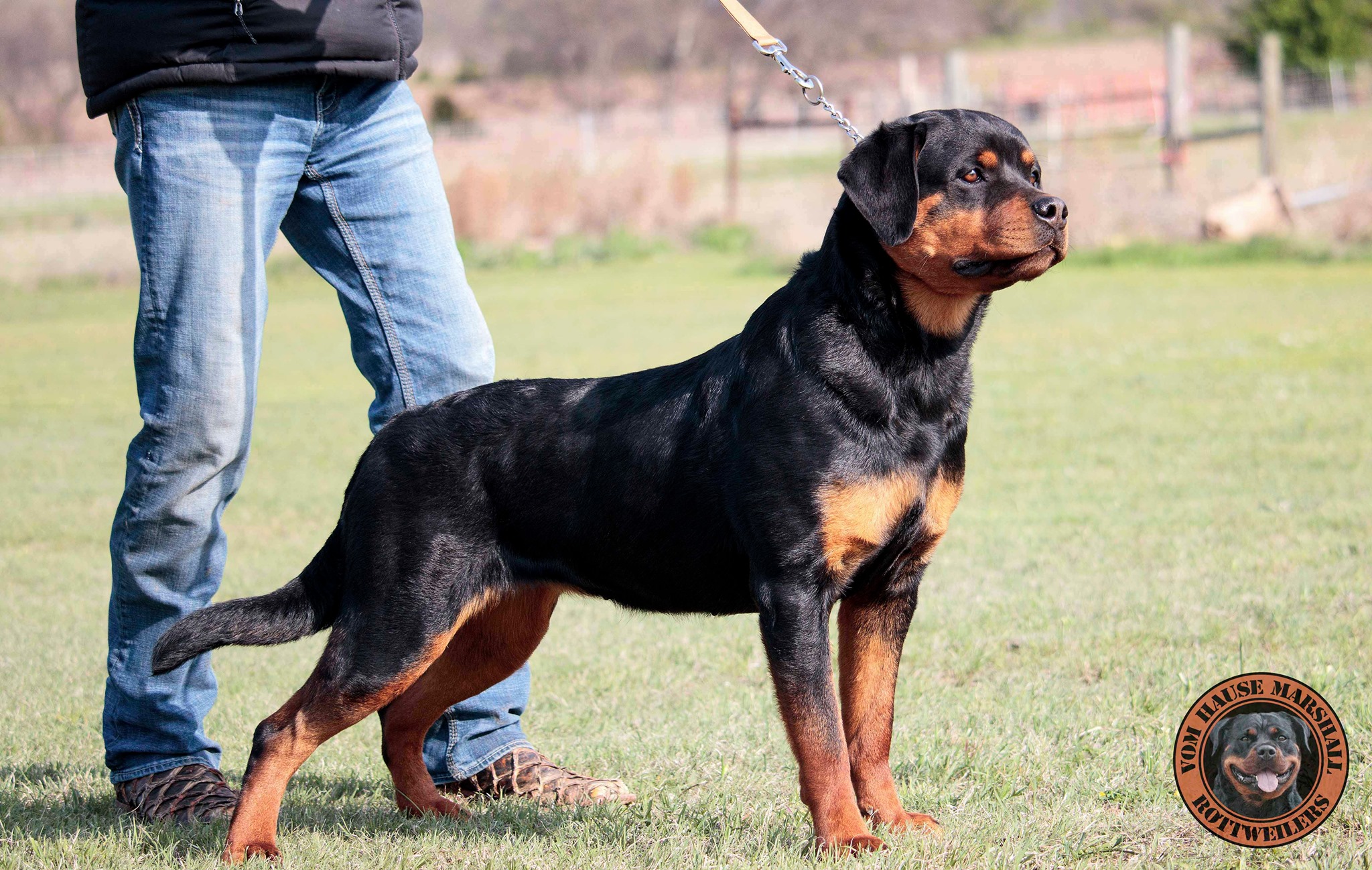 Vom Hause Marshall Rottweilers