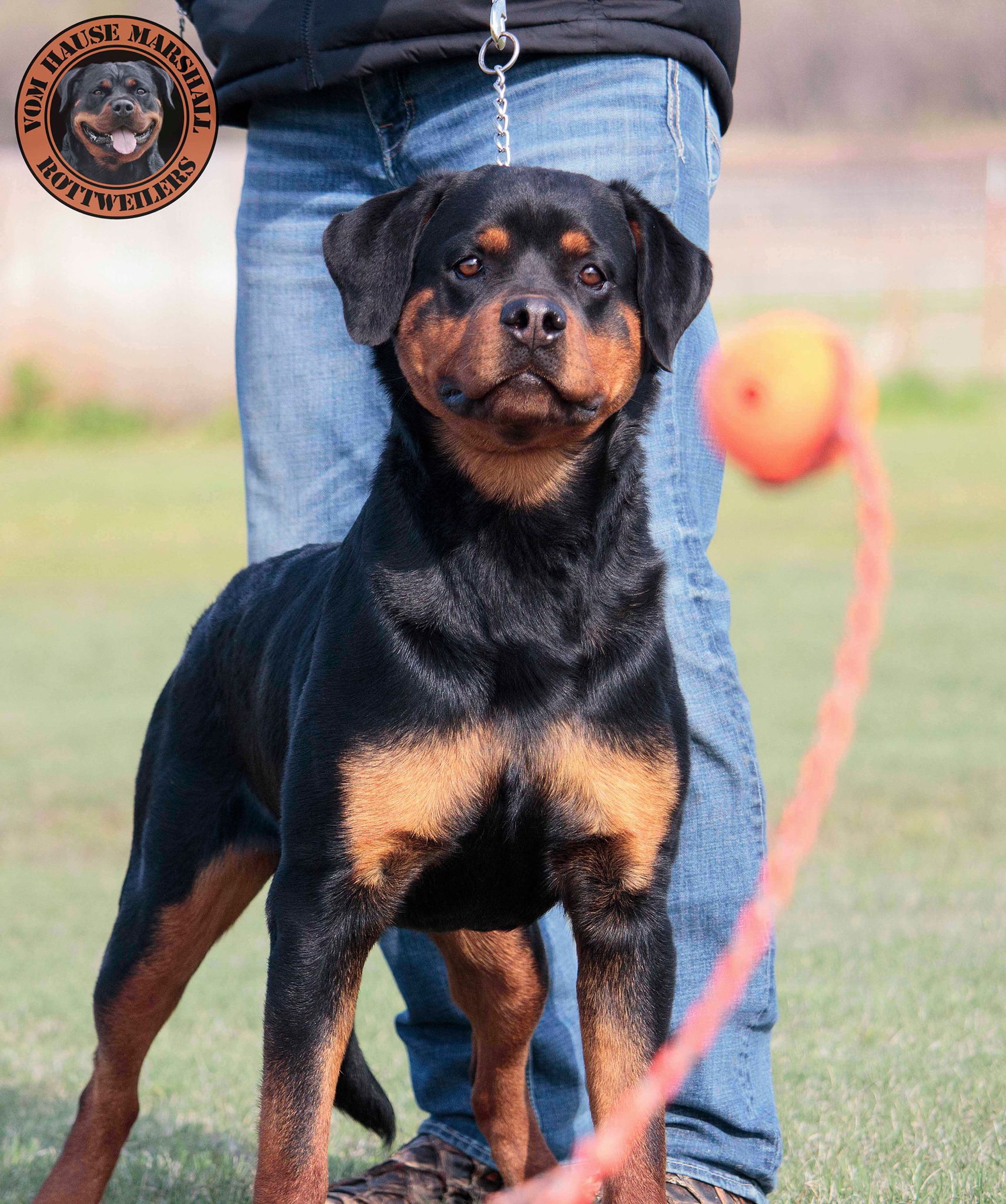 Vom Hause Marshall Rottweilers