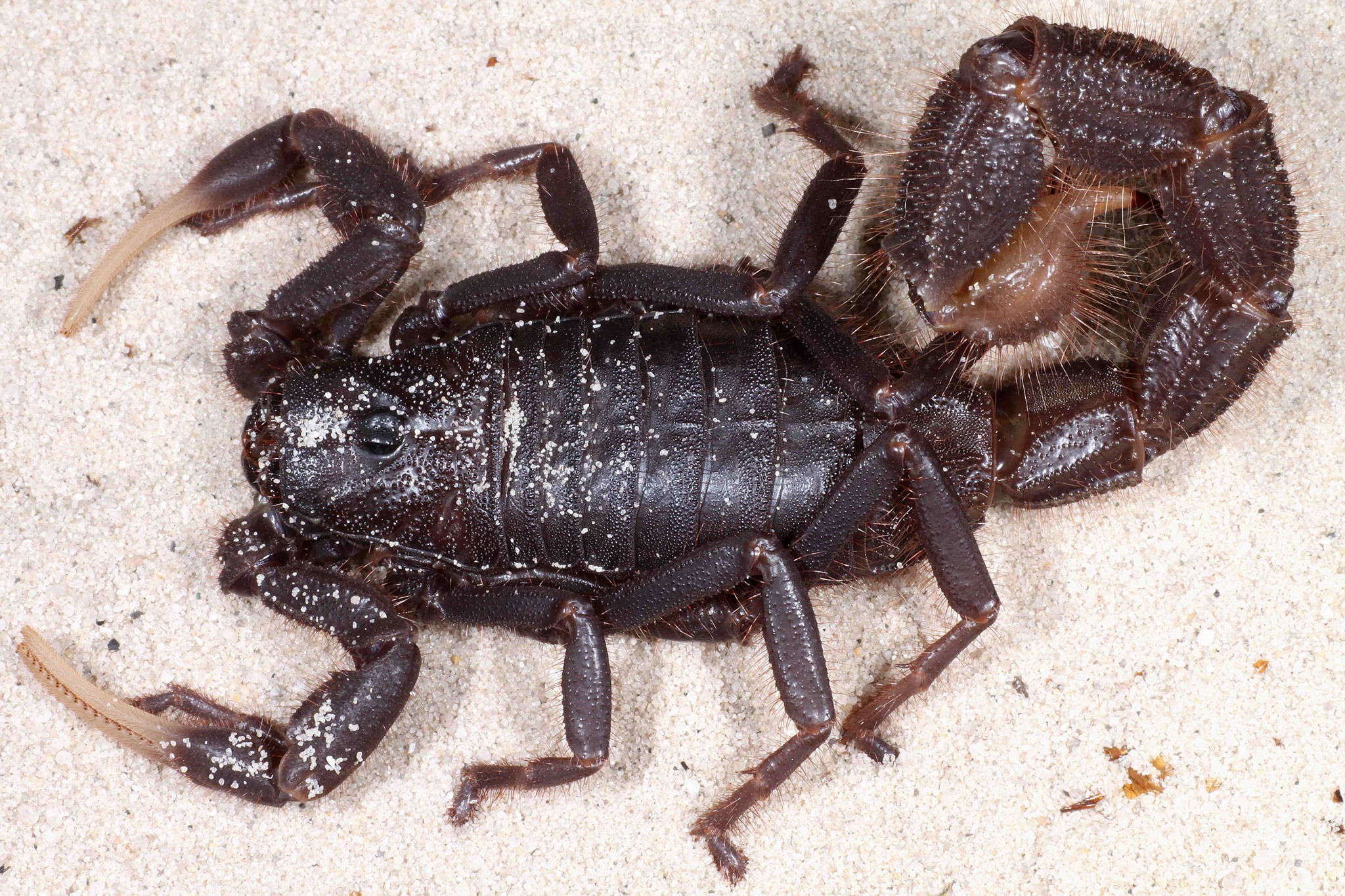 Parabuthus villosus 'Black' - 0.1 - Freshly molted to adulthood