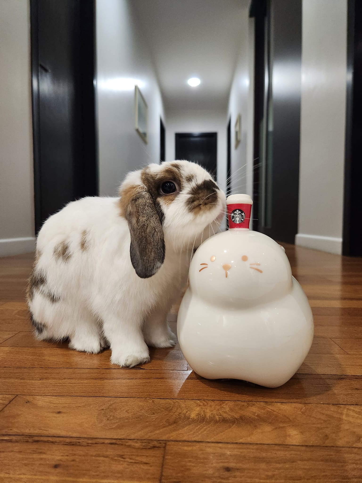 Fucking 🐇 Rabbit Limited 衞衣🌸 Welcome to order by WhatsApp