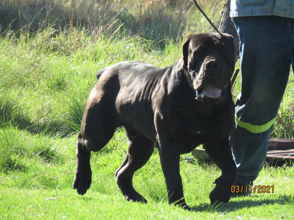 Our feature today is Bodington... - Bodington Boerboels