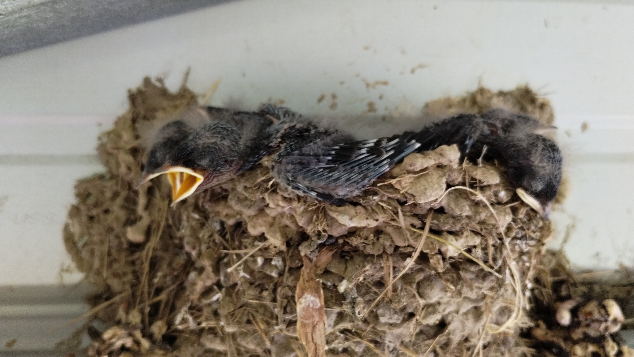 Sparrow nests in car air intake tubes
