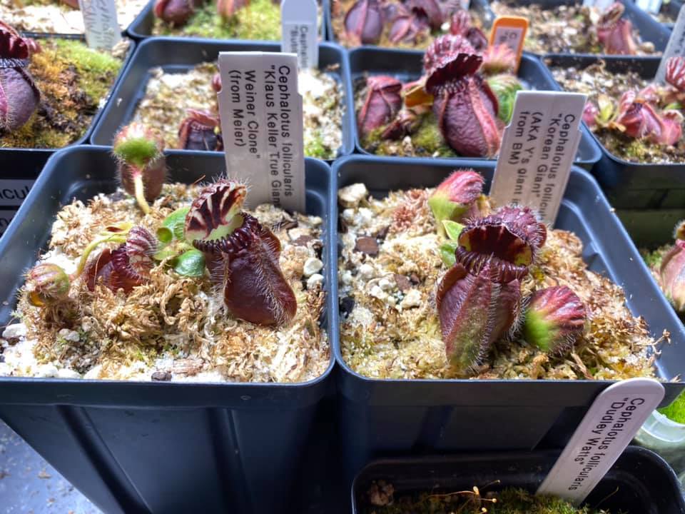 Not bad this Cephalotus follicularis Coal Mine Beach X Big Boy aka