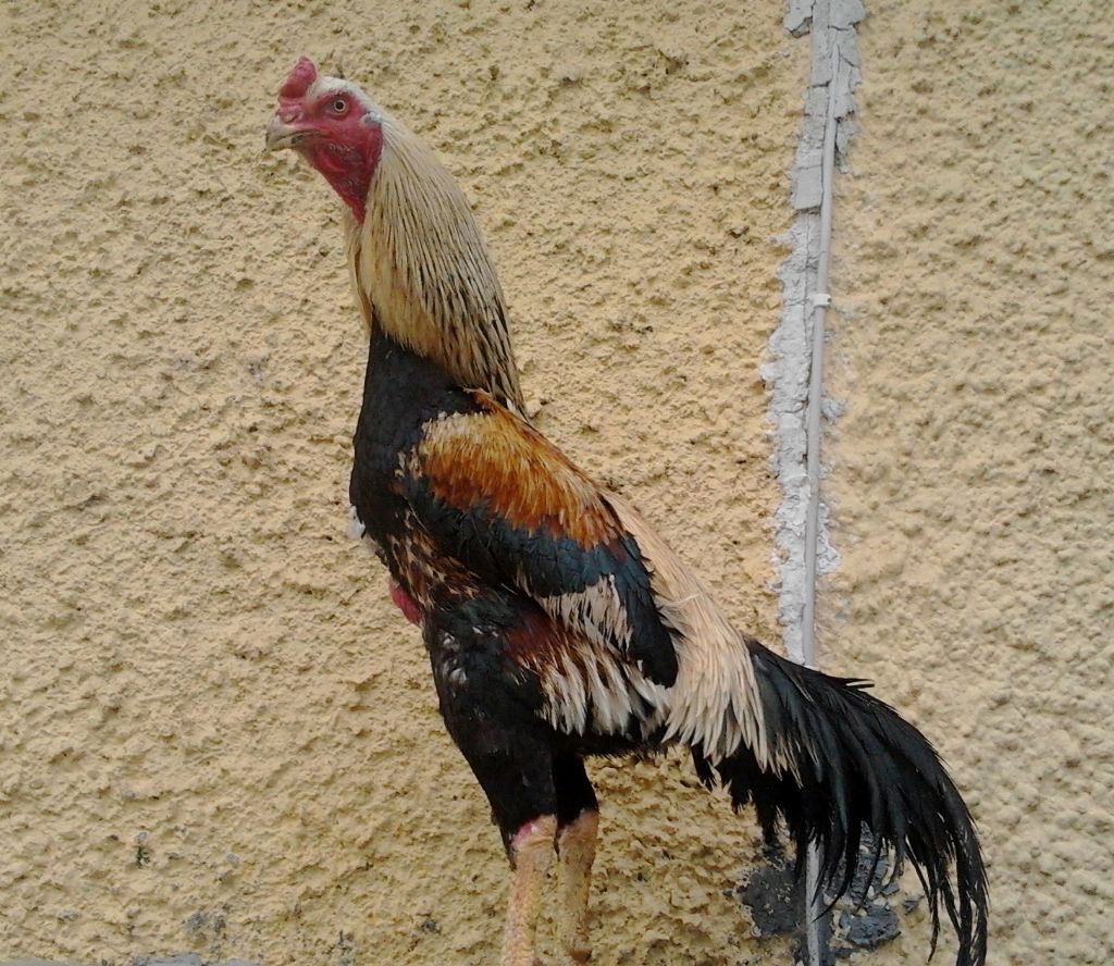 King Aseels Piplan